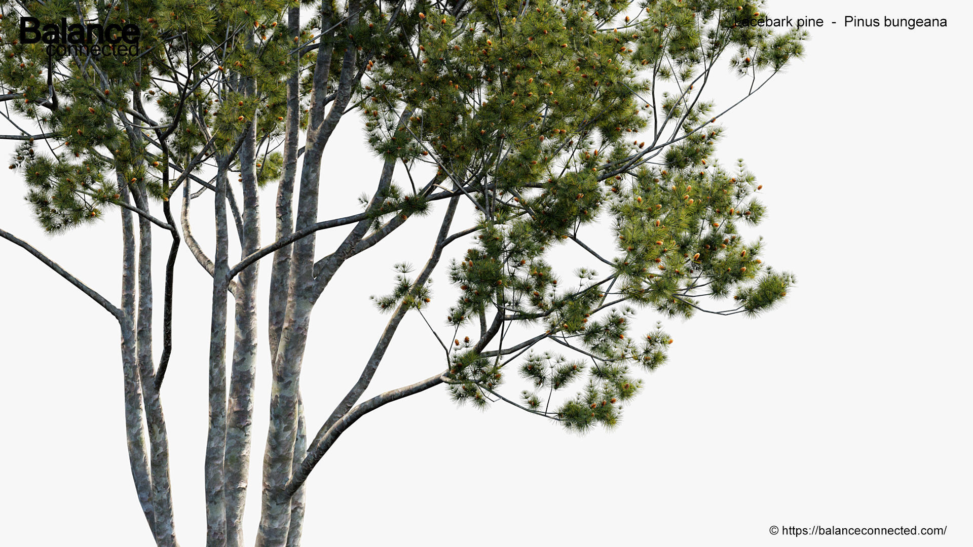 Lacebark pine Pinus bungeana 3D Model 3D model_3