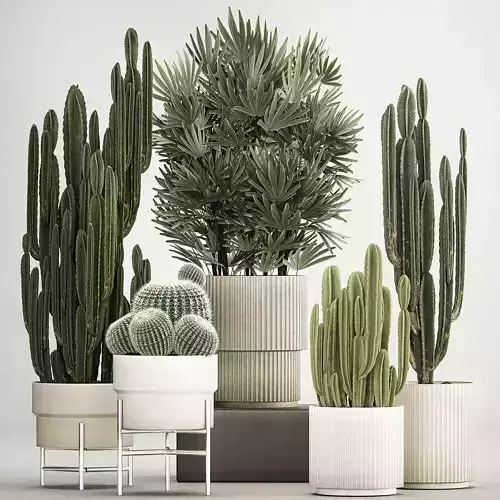 Barrel cactus Cereus cactus set in flowerpots 1228