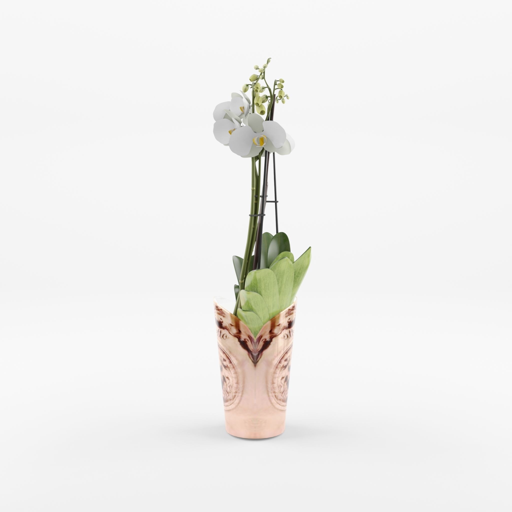 Moth Orchid Phalaenopsis 3D Model  Low-poly 3D model_2
