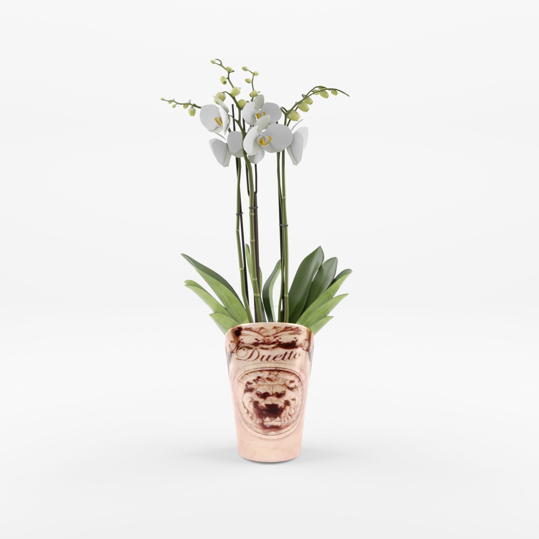Moth Orchid Phalaenopsis 3D Model  Low-poly 3D model_3