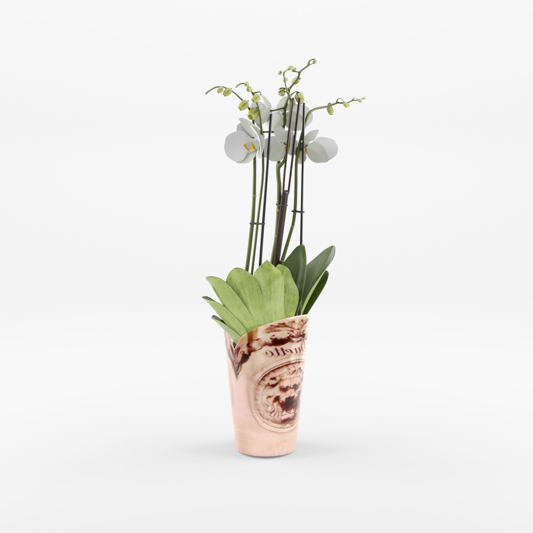 Moth Orchid Phalaenopsis 3D Model  Low-poly 3D model_1