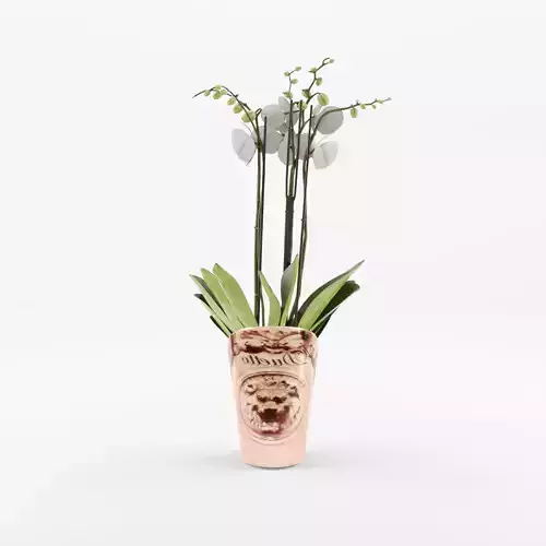 Moth Orchid Phalaenopsis 3D Model  Low-poly 3D model