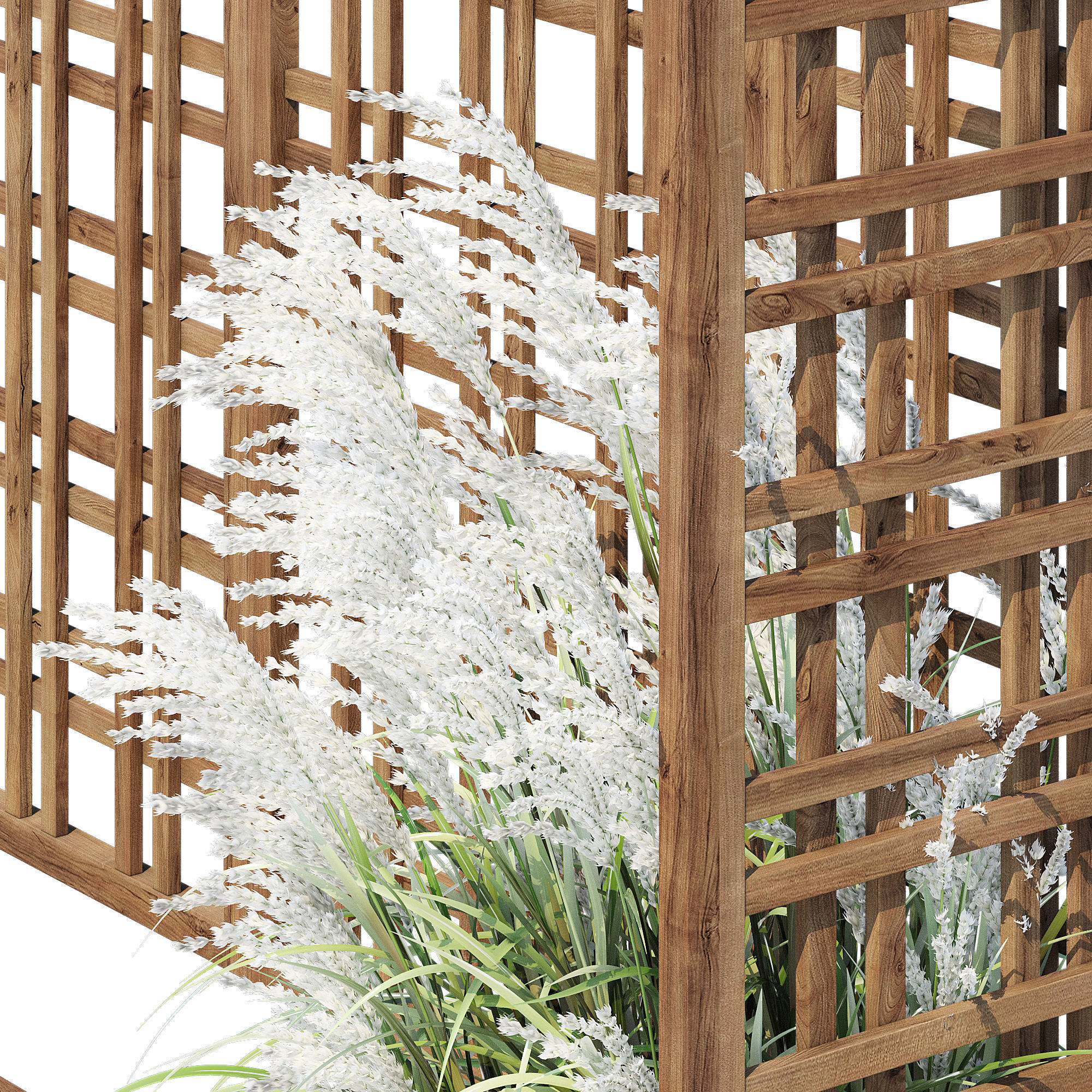 Eucalyptus grass 3D model_5