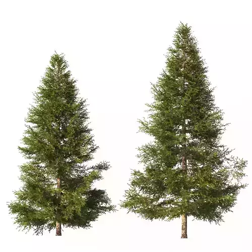 Picea Trees 2 in 1 3D model