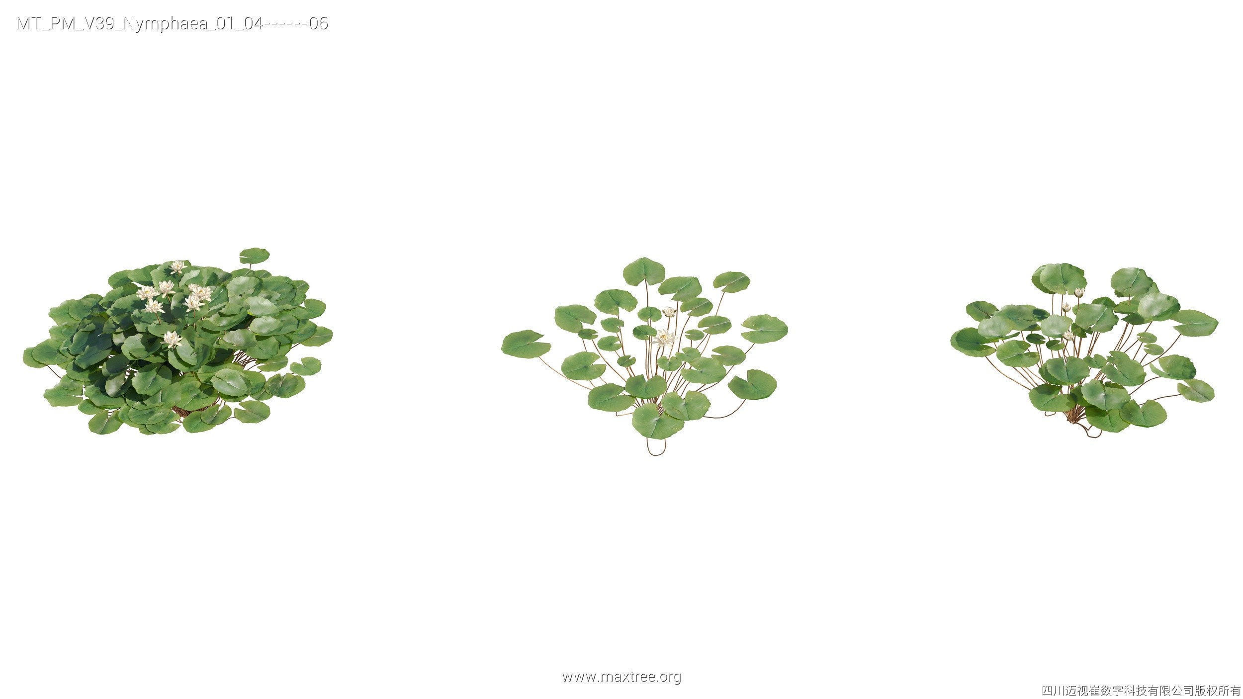 Maxtree Plant Models Vol 39 - Mesh 3D model_10