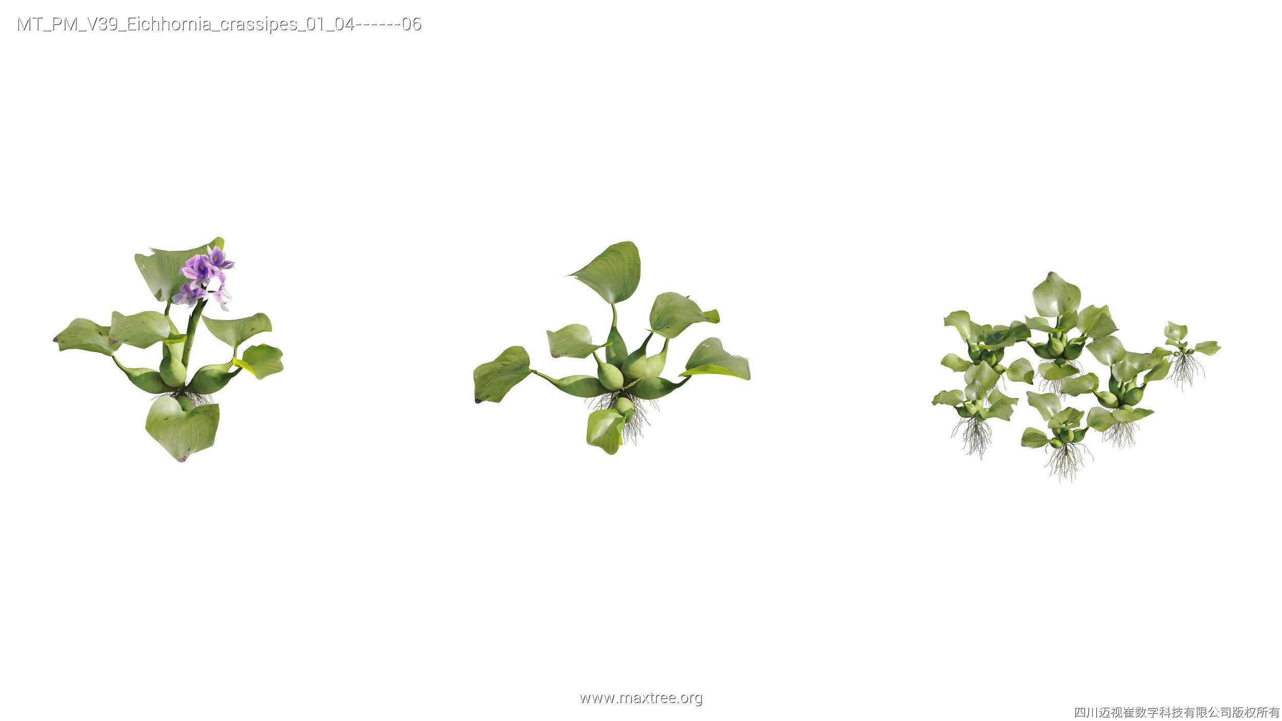 Maxtree Plant Models Vol 39 - Mesh 3D model_4