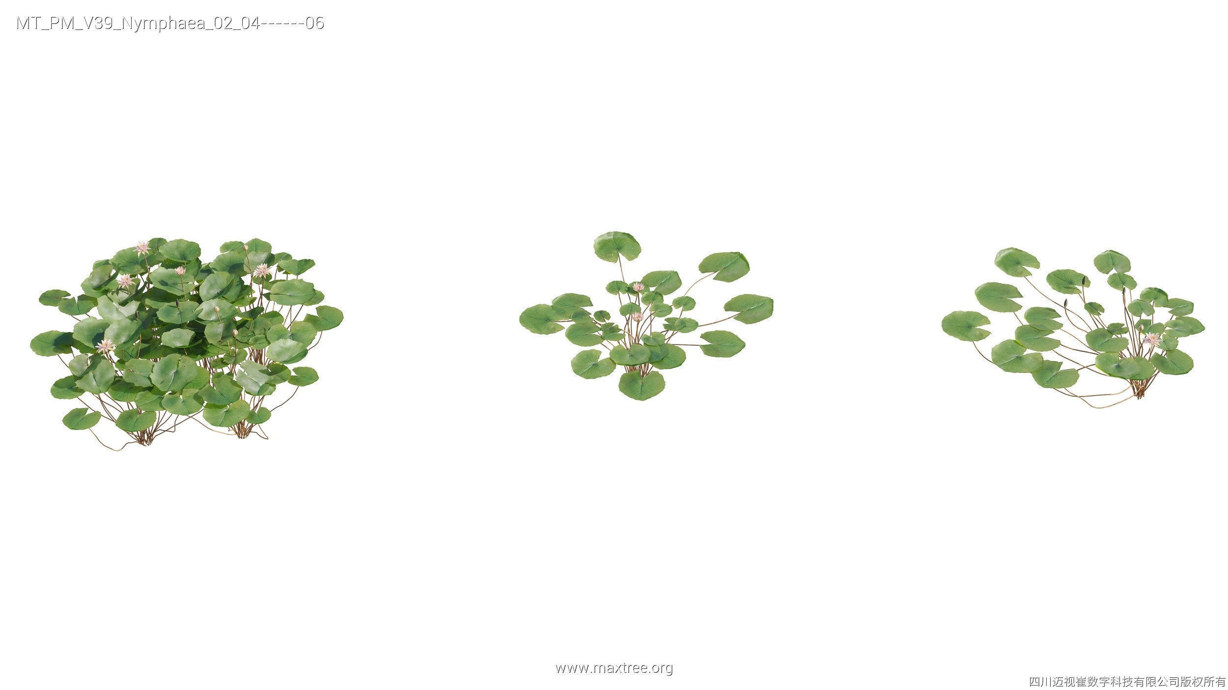 Maxtree Plant Models Vol 39 - Mesh 3D model_12
