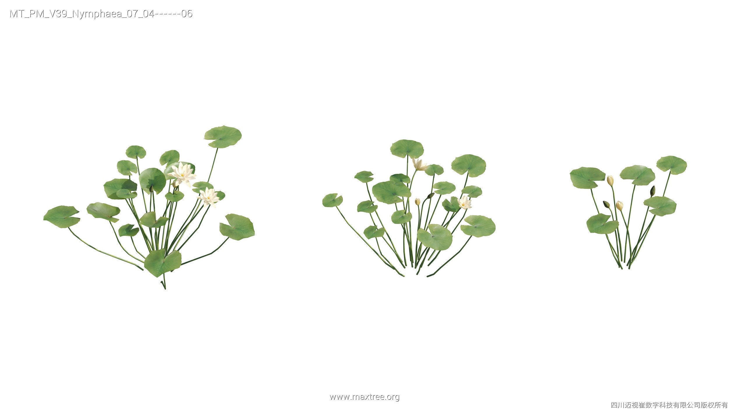 Maxtree Plant Models Vol 39 - Mesh 3D model_22