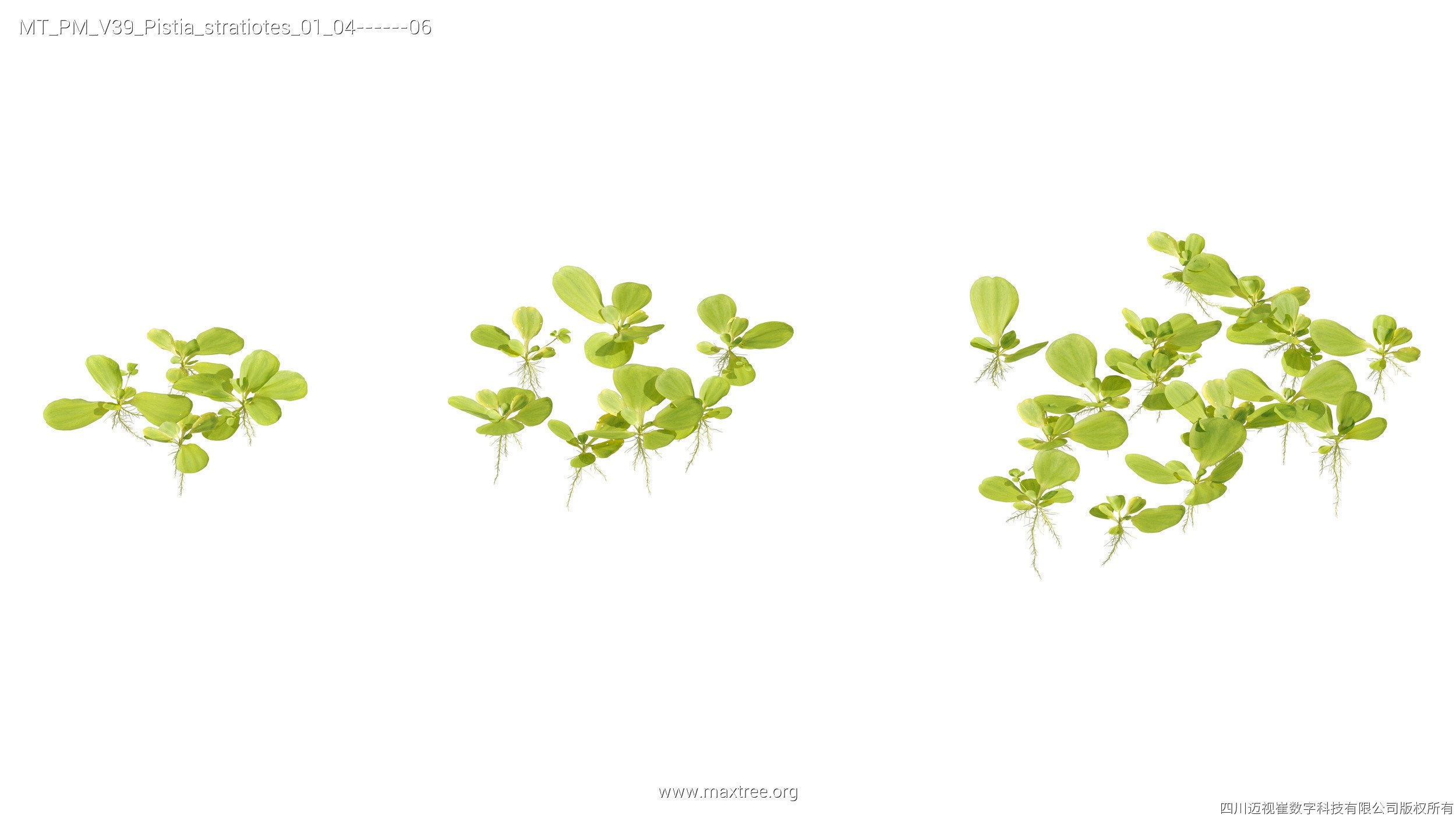 Maxtree Plant Models Vol 39 - Mesh 3D model_24