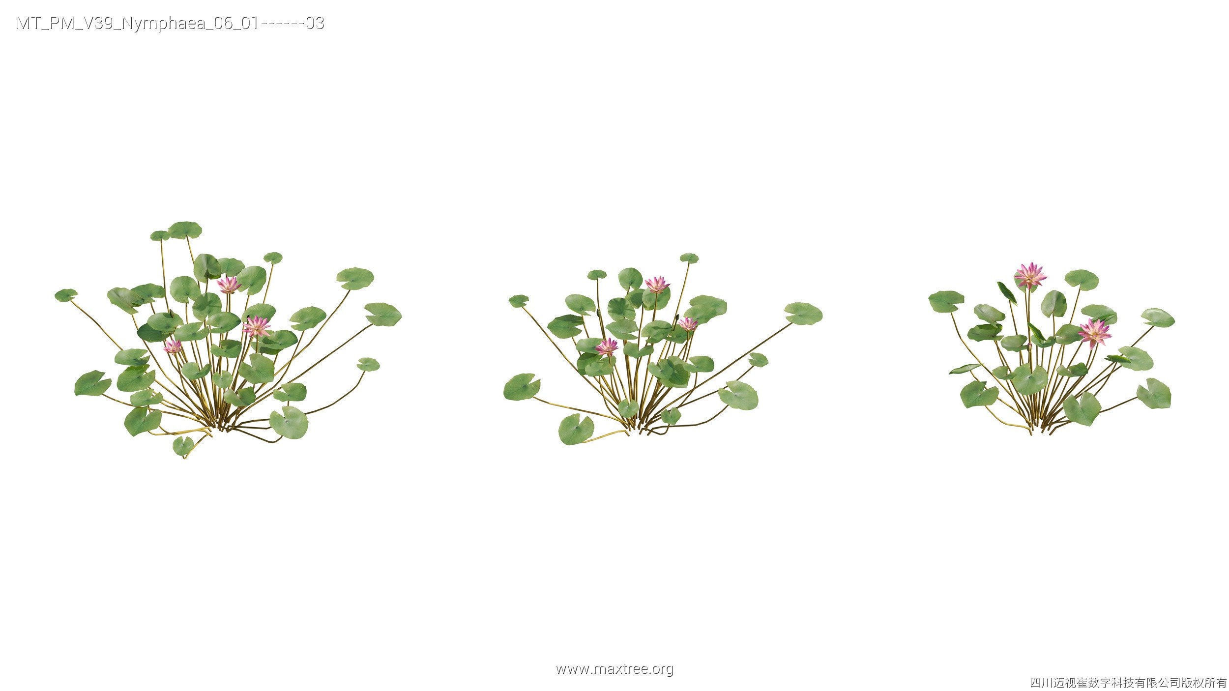 Maxtree Plant Models Vol 39 - Mesh 3D model_19
