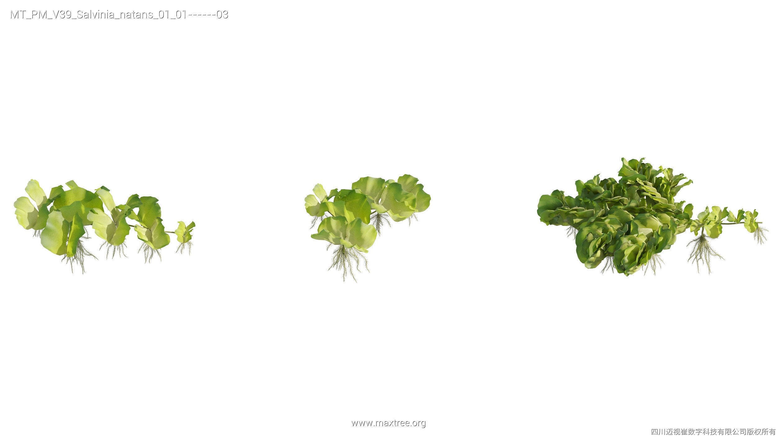 Maxtree Plant Models Vol 39 - Mesh 3D model_25