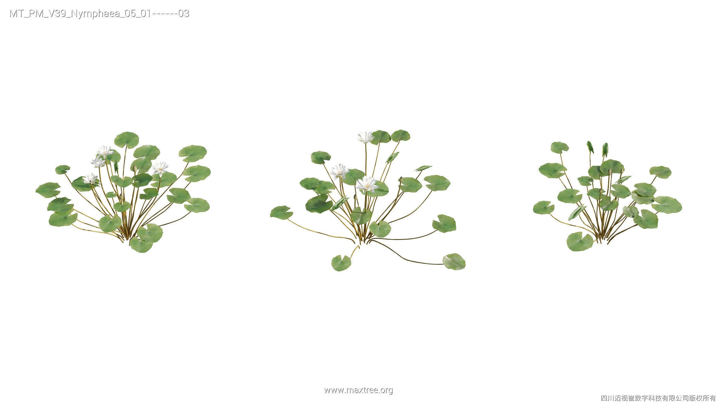 Maxtree Plant Models Vol 39 - Mesh 3D model_17