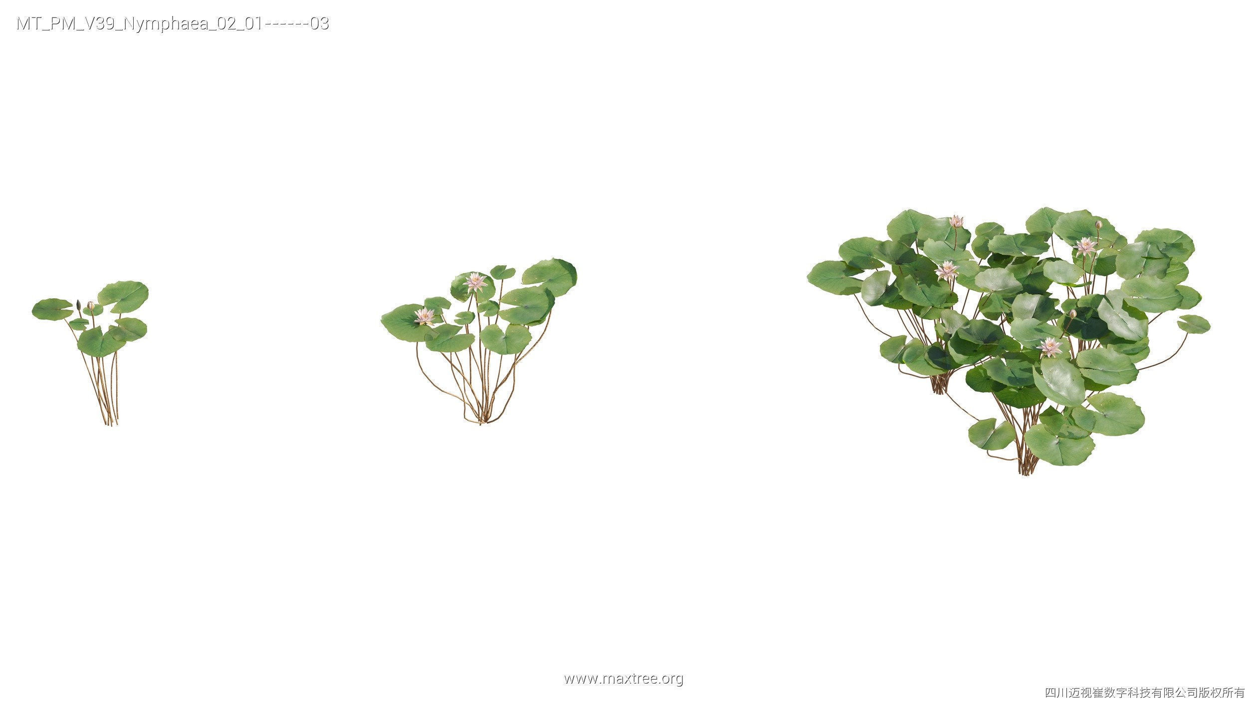 Maxtree Plant Models Vol 39 - Mesh 3D model_11