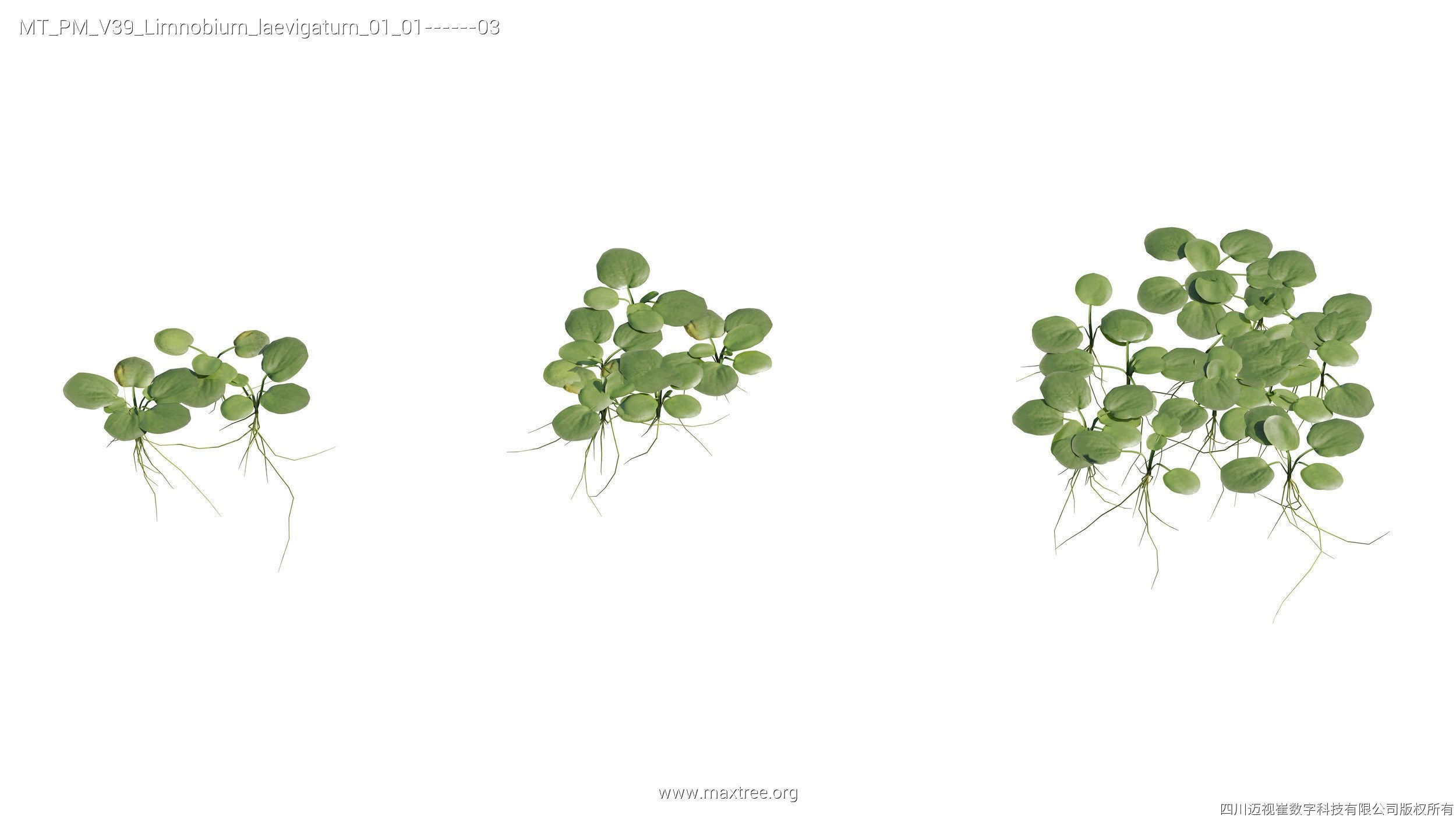 Maxtree Plant Models Vol 39 - Mesh 3D model_7