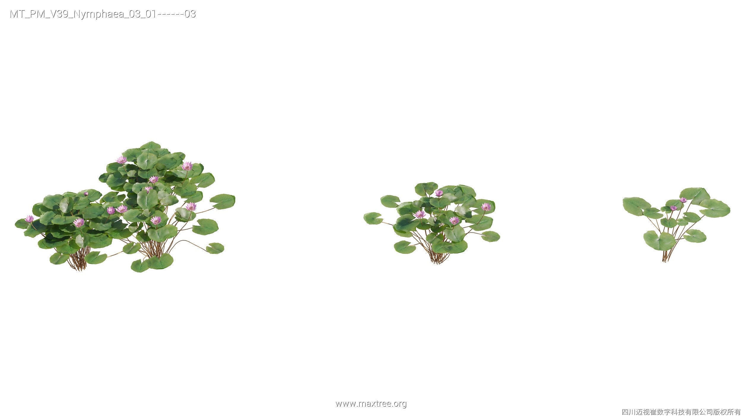 Maxtree Plant Models Vol 39 - Mesh 3D model_13