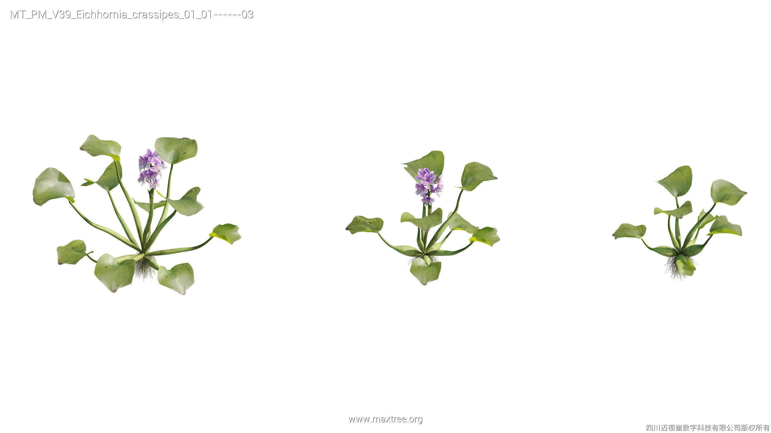 Maxtree Plant Models Vol 39 - Mesh 3D model_3