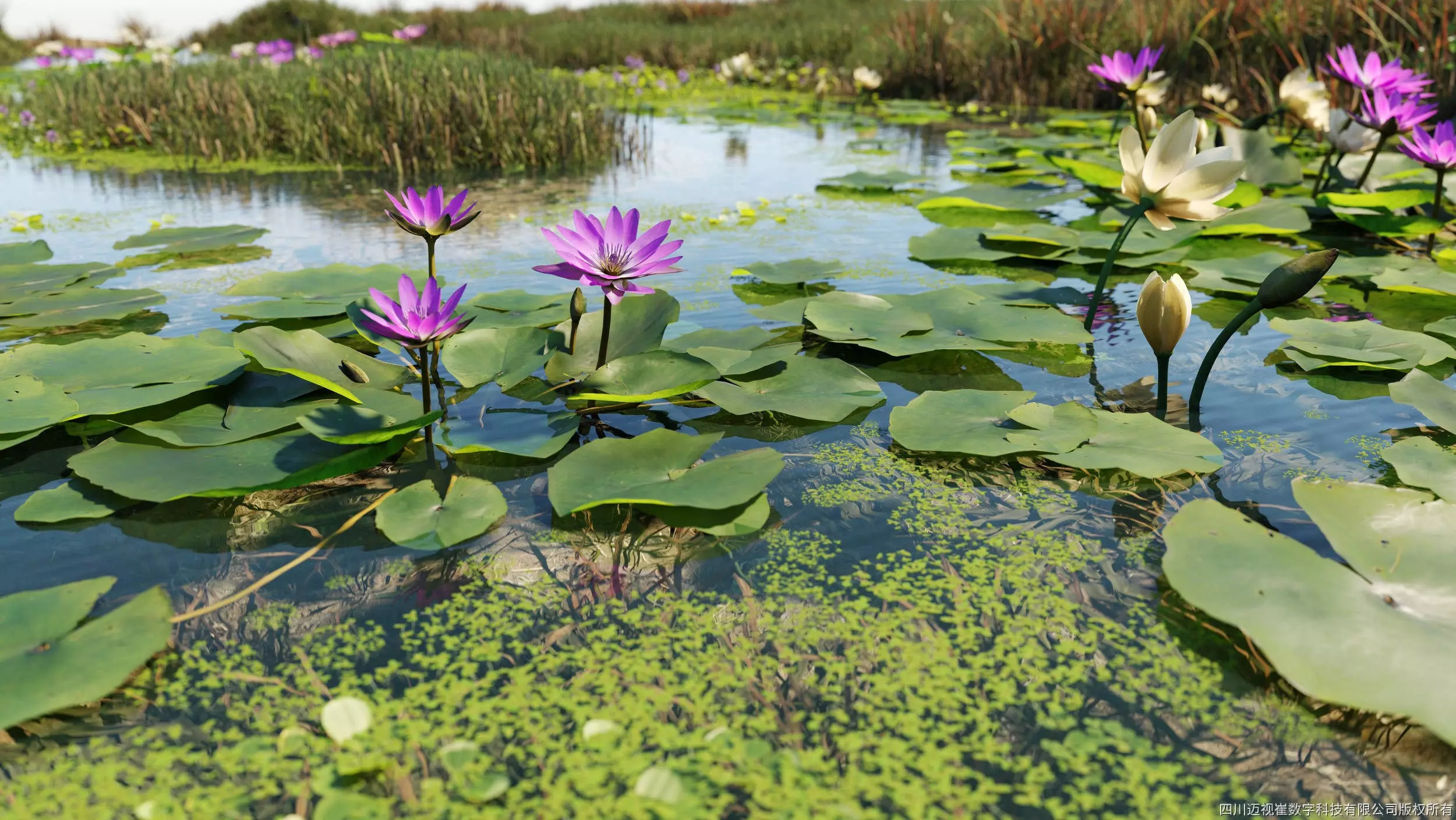 Maxtree Plant Models Vol 39 - Mesh 3D model_0