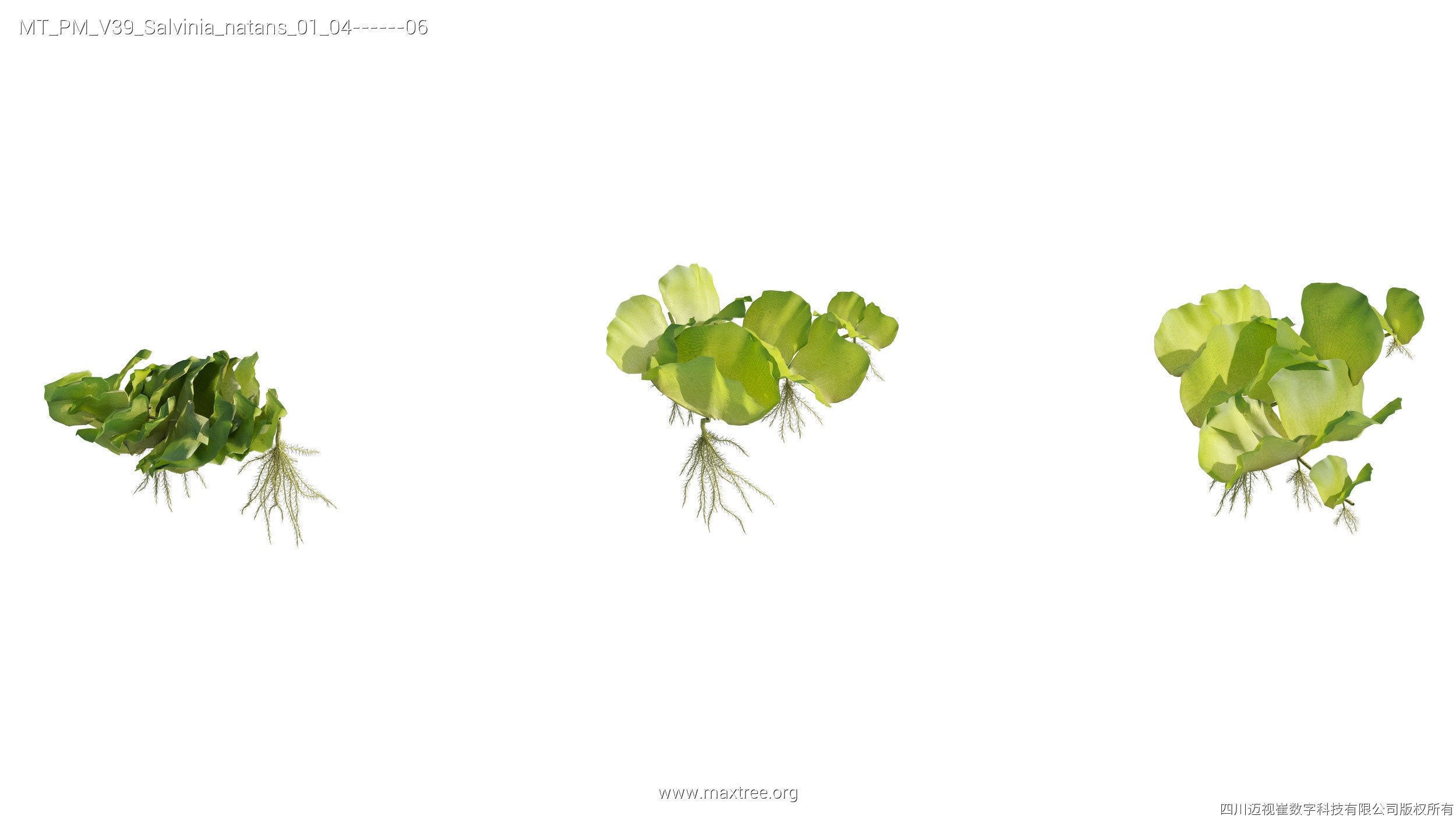 Maxtree Plant Models Vol 39 - Mesh 3D model_26