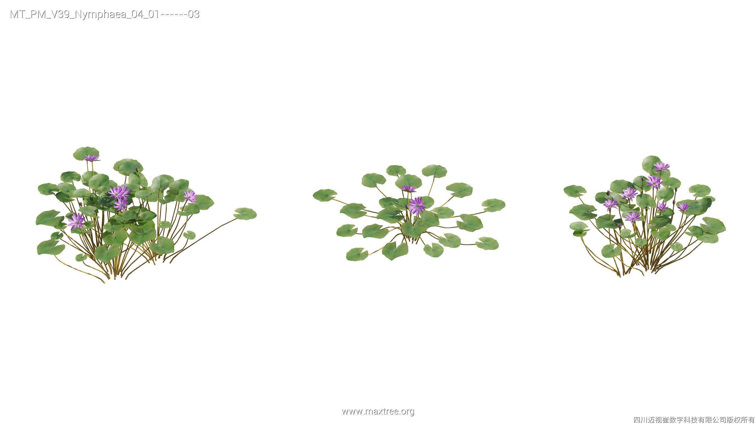 Maxtree Plant Models Vol 39 - Mesh 3D model_15