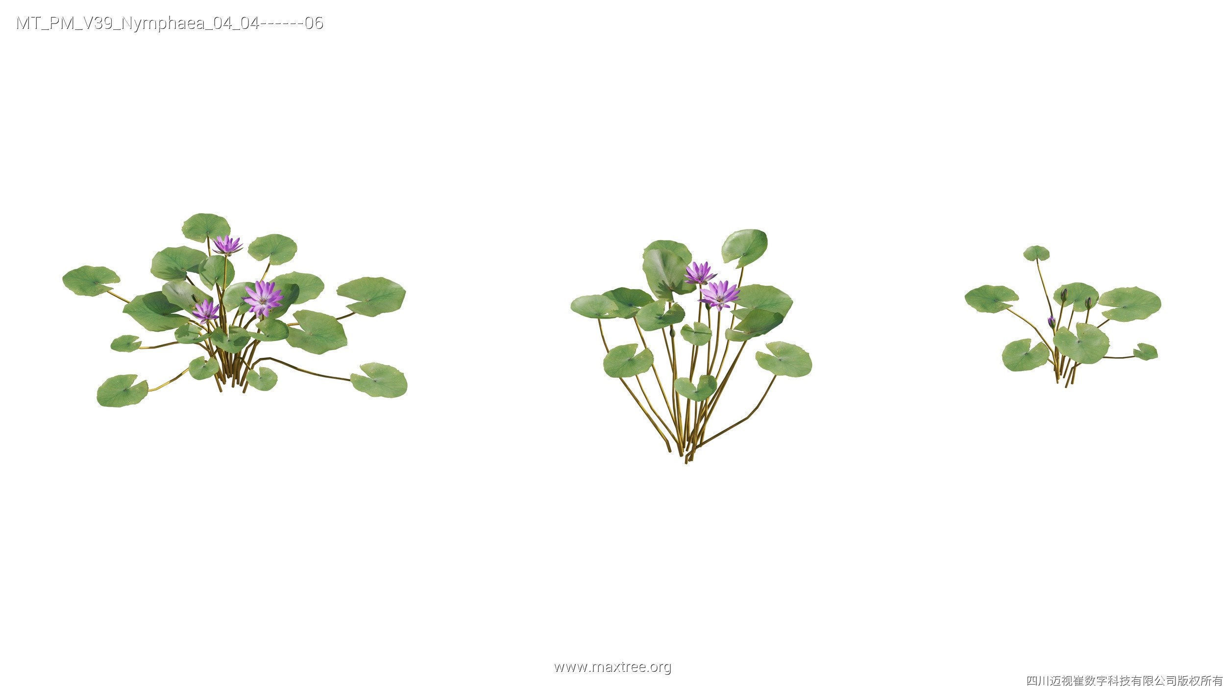 Maxtree Plant Models Vol 39 - Mesh 3D model_16