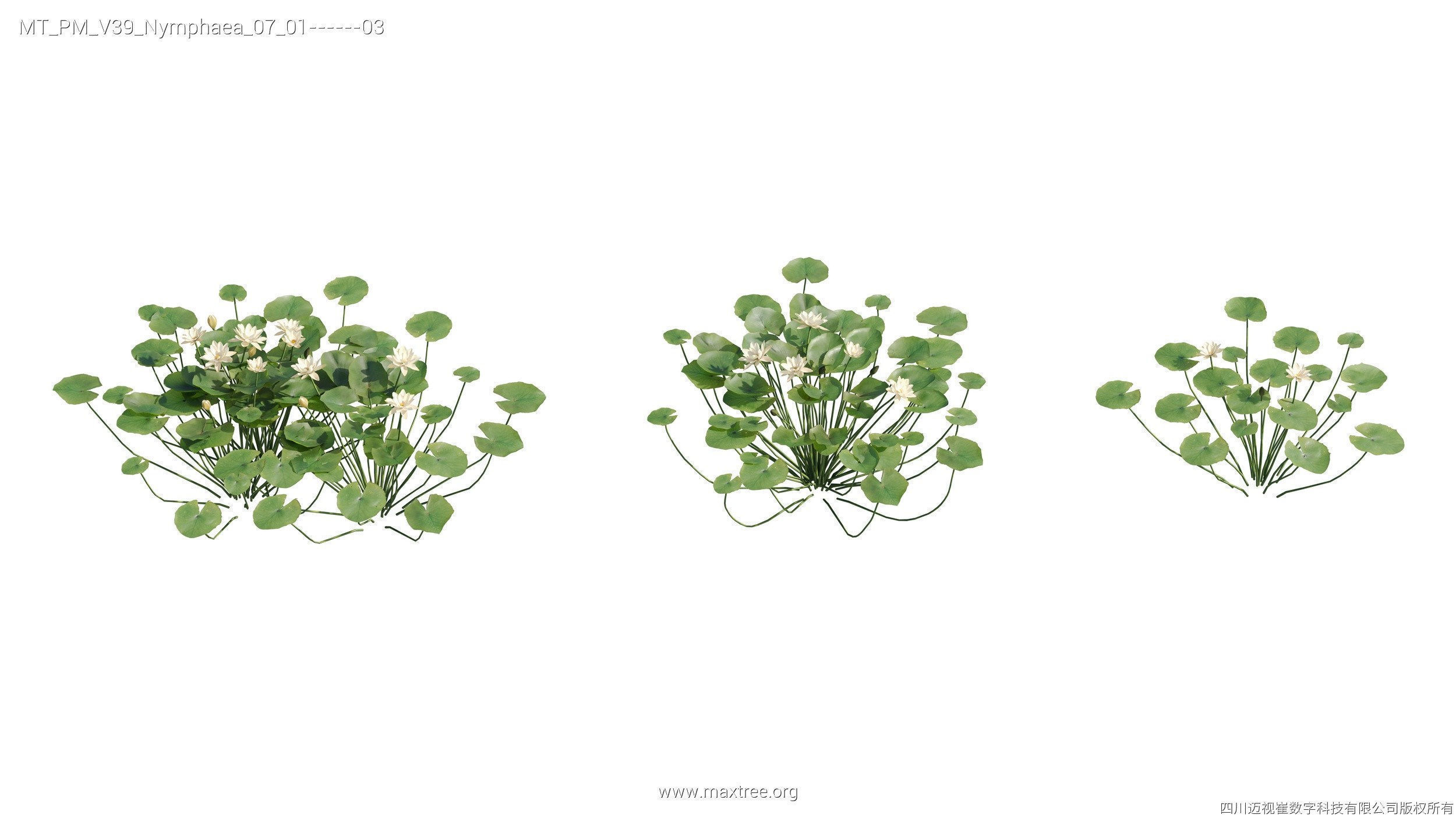 Maxtree Plant Models Vol 39 - Mesh 3D model_21