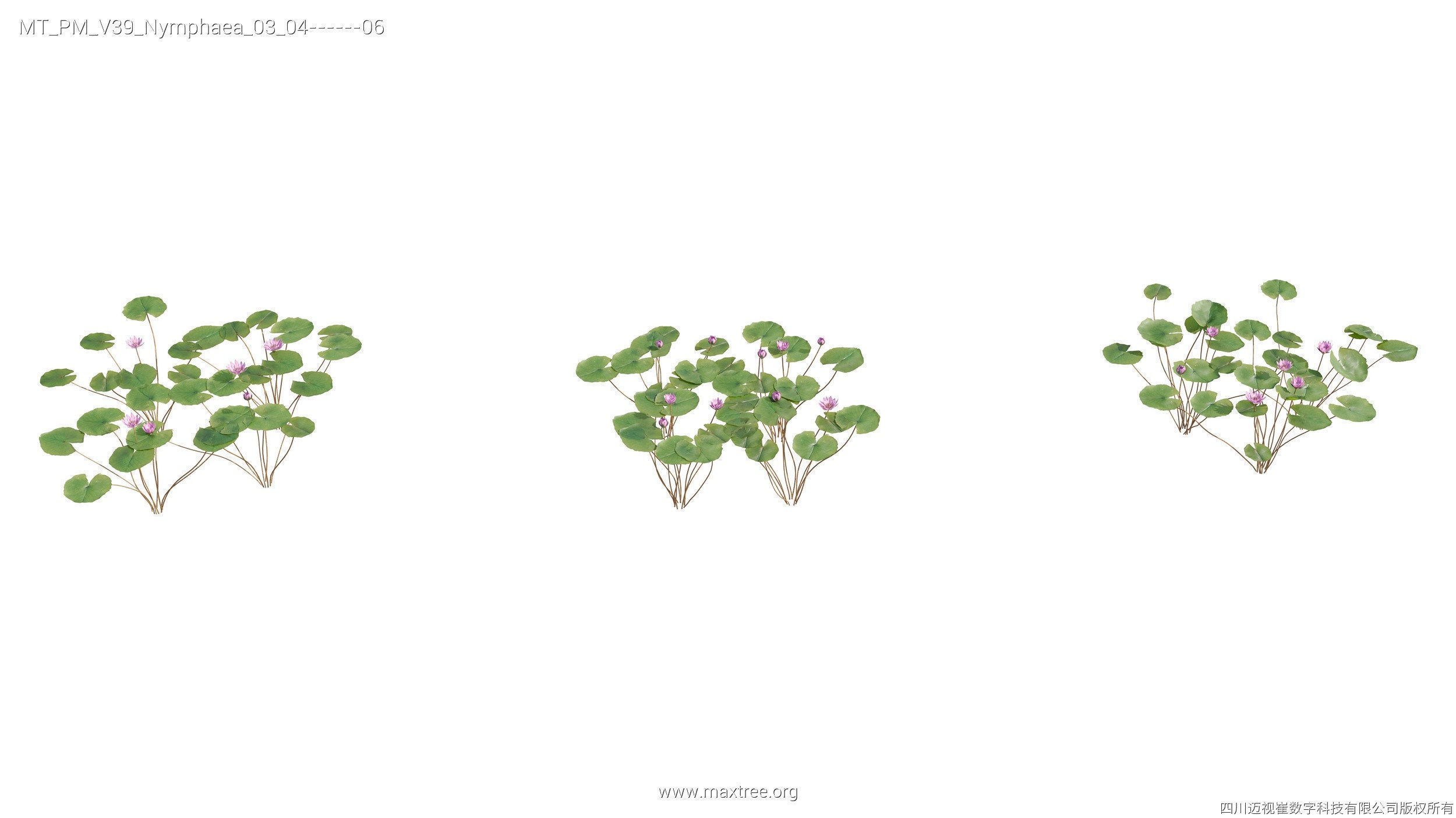 Maxtree Plant Models Vol 39 - Mesh 3D model_14
