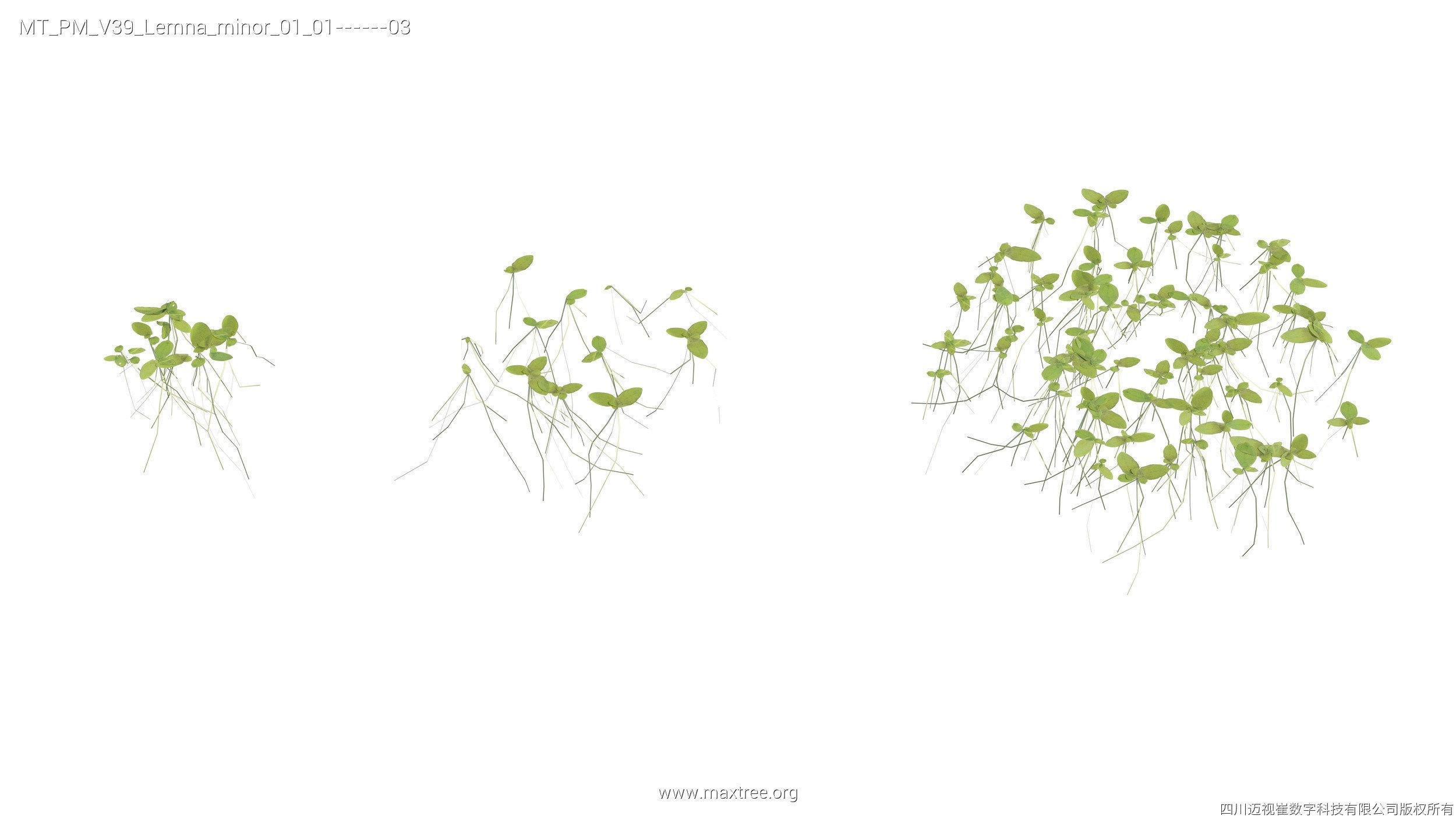 Maxtree Plant Models Vol 39 - Mesh 3D model_5