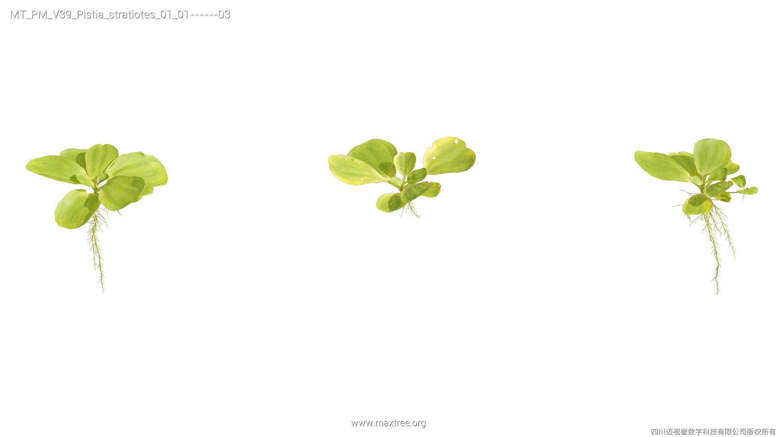 Maxtree Plant Models Vol 39 - Mesh 3D model_23