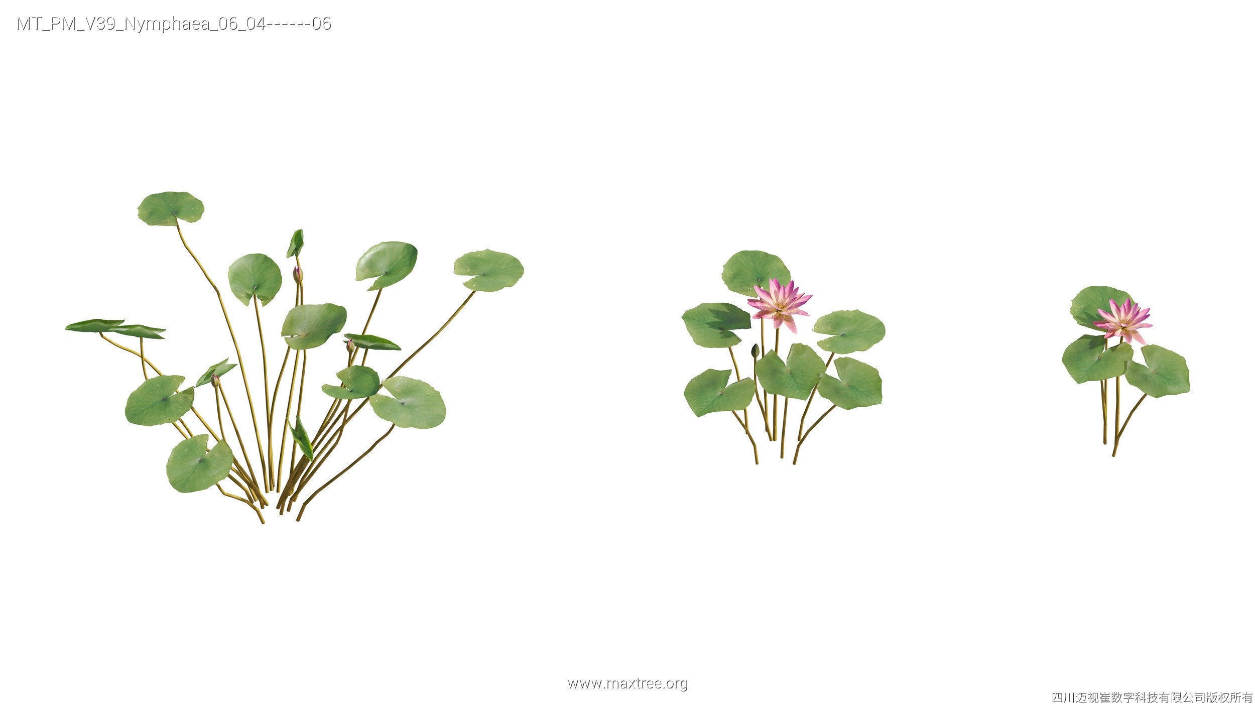 Maxtree Plant Models Vol 39 - Mesh 3D model_20