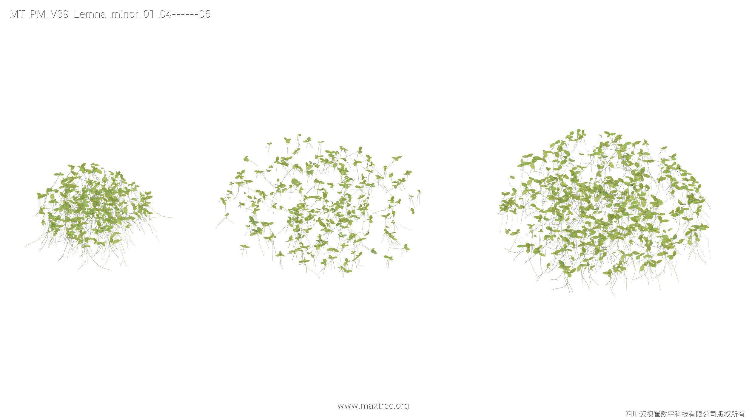 Maxtree Plant Models Vol 39 - Mesh 3D model_6