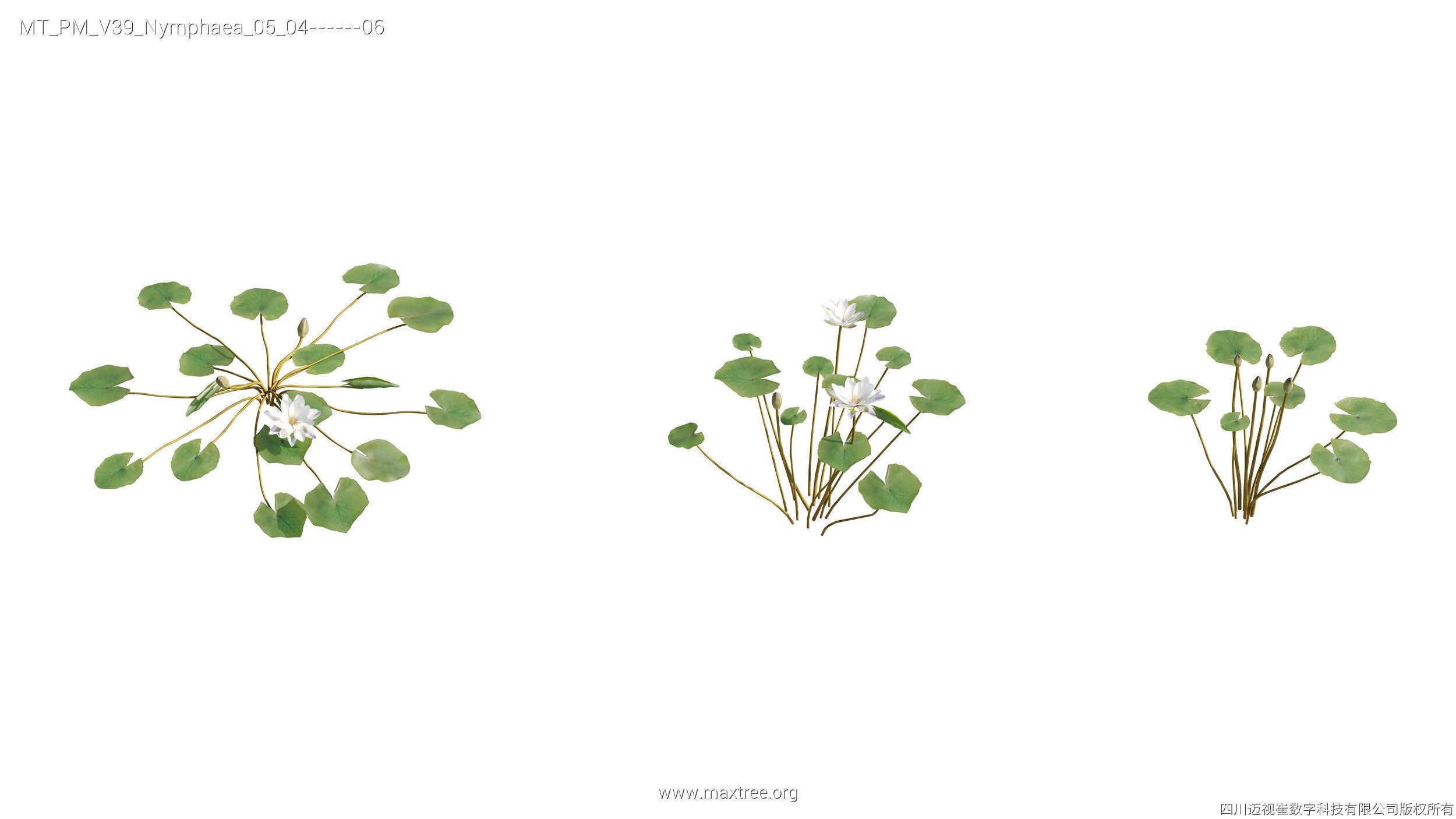 Maxtree Plant Models Vol 39 - Mesh 3D model_18
