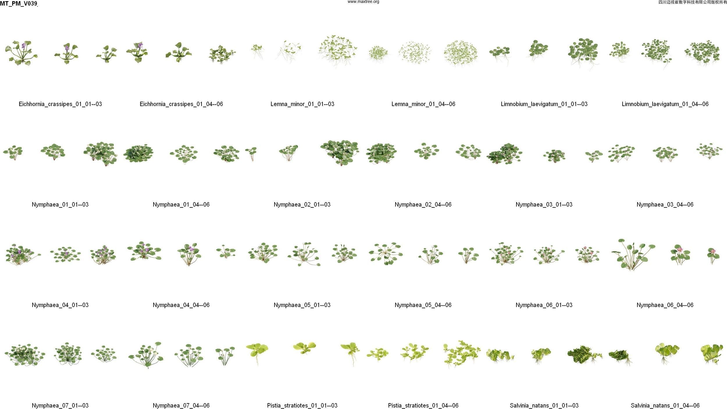 Maxtree Plant Models Vol 39 - Mesh 3D model_2