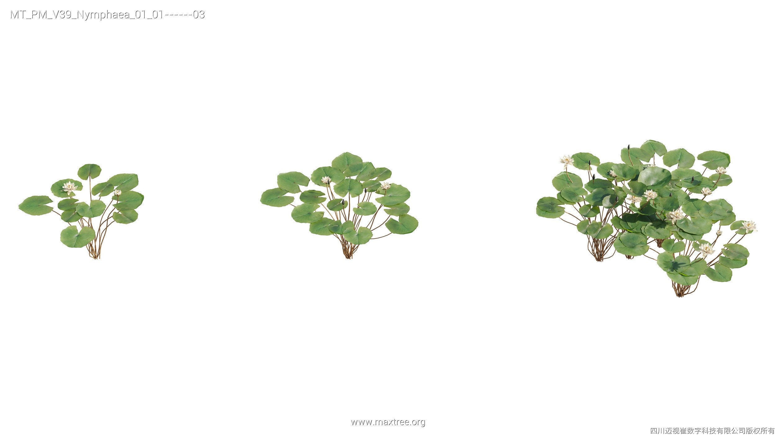 Maxtree Plant Models Vol 39 - Mesh 3D model_9