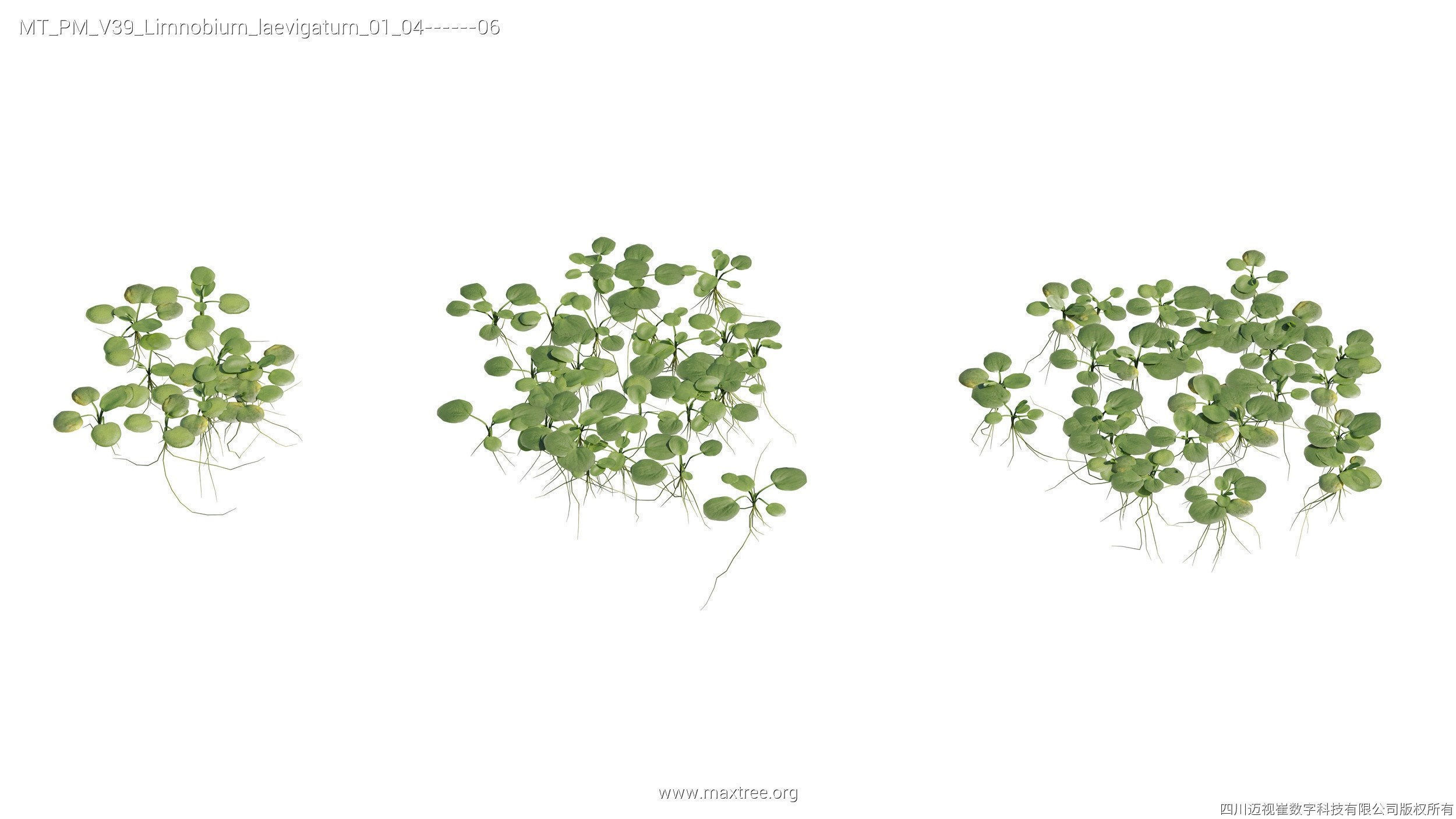 Maxtree Plant Models Vol 39 - Mesh 3D model_8