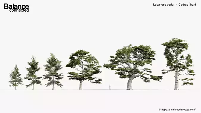 Lebanese cedar Cedrus libani 3D Model