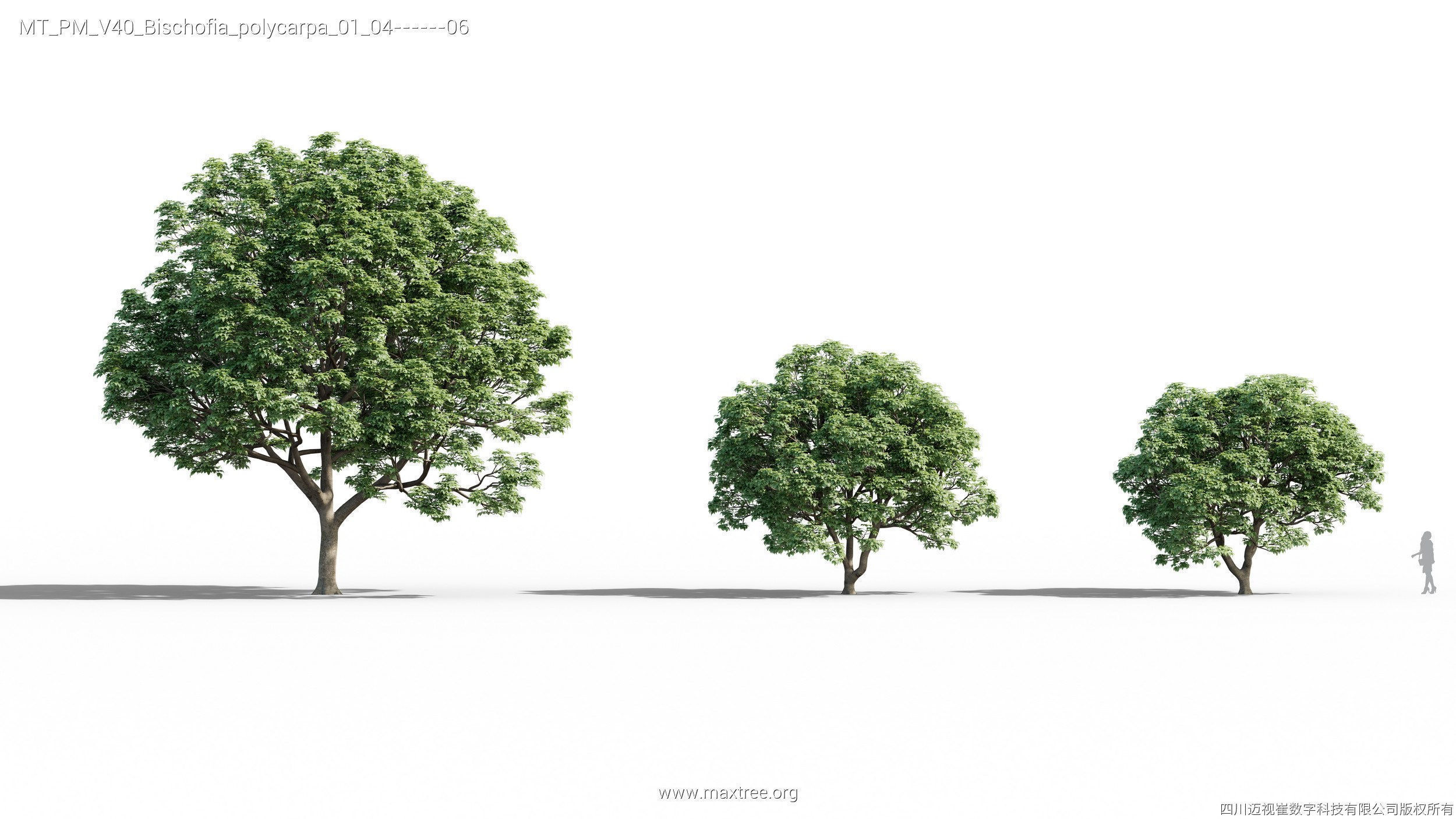 Maxtree Plant Models Vol 40 - Mesh 3D model_7
