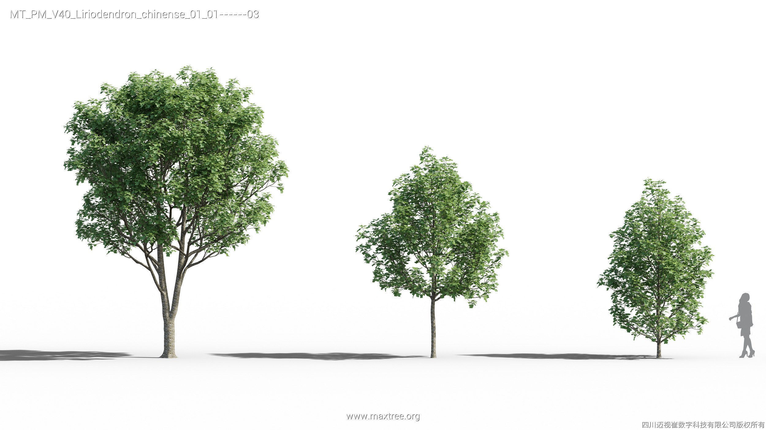 Maxtree Plant Models Vol 40 - Mesh 3D model_18