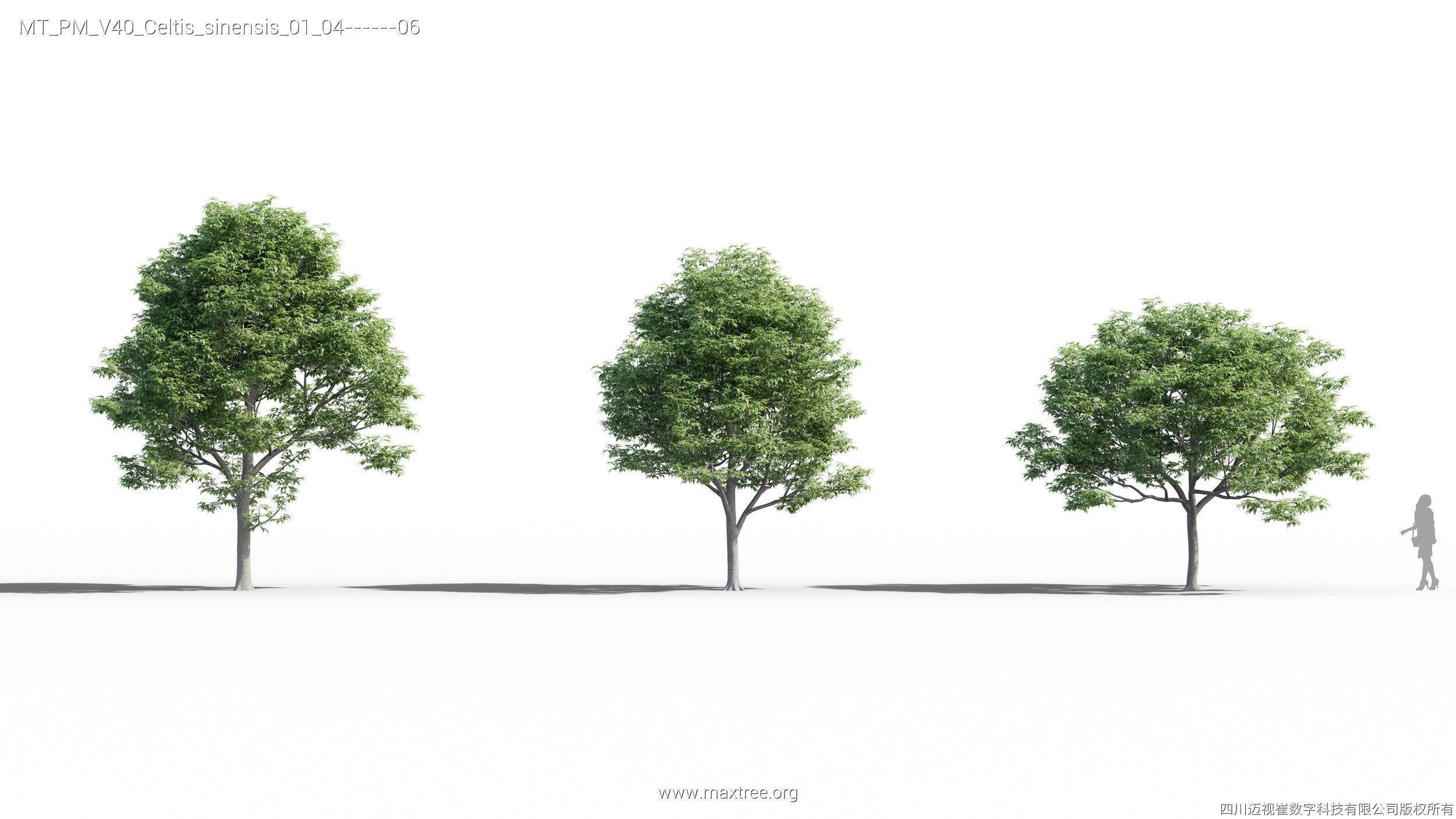 Maxtree Plant Models Vol 40 - Mesh 3D model_9