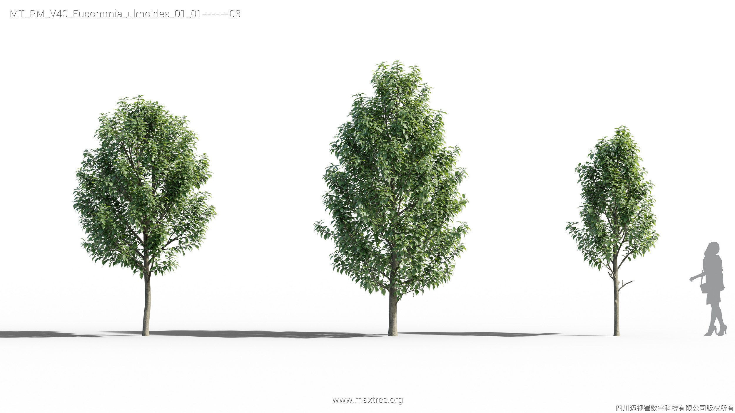 Maxtree Plant Models Vol 40 - Mesh 3D model_14