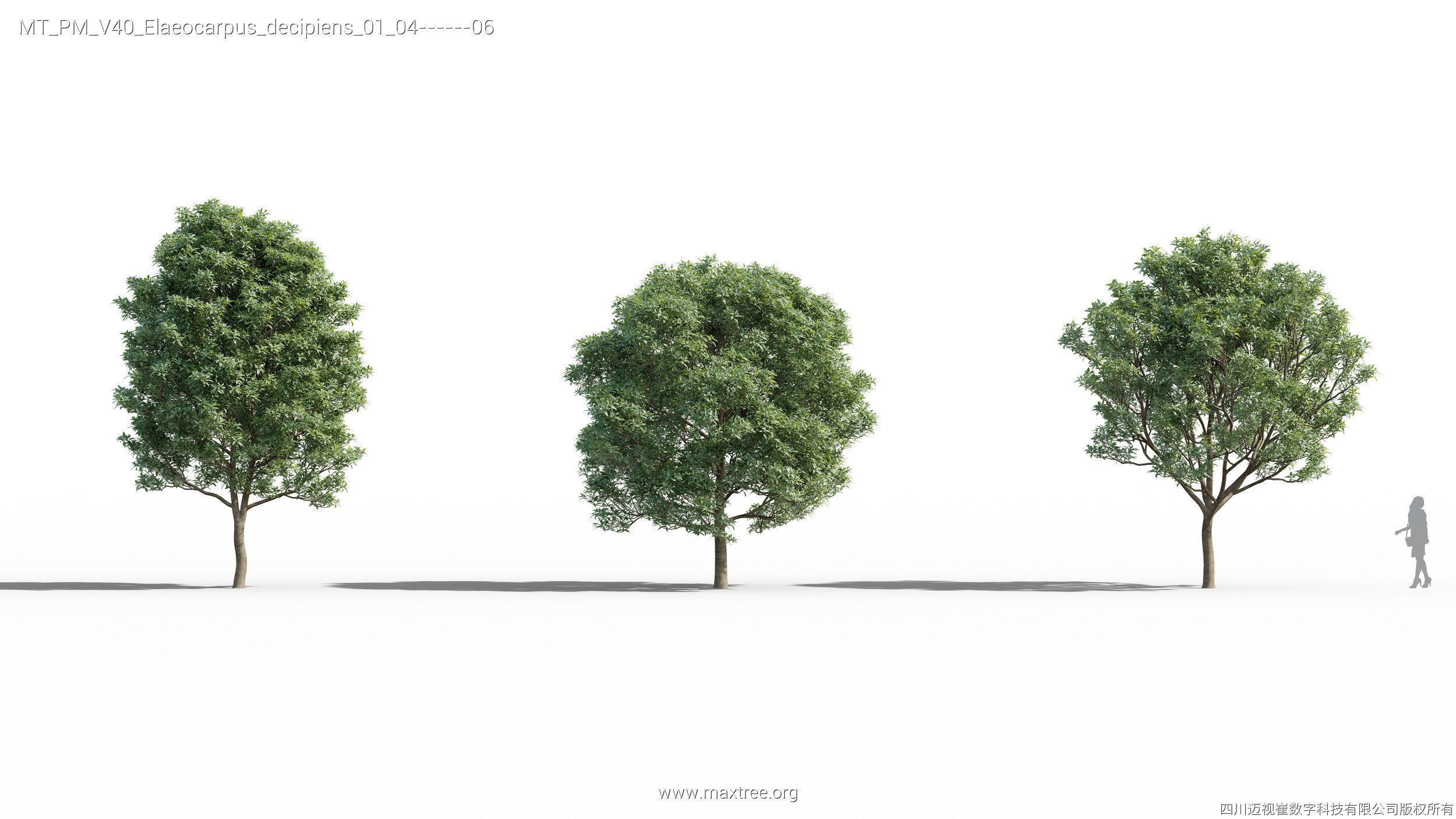 Maxtree Plant Models Vol 40 - Mesh 3D model_13