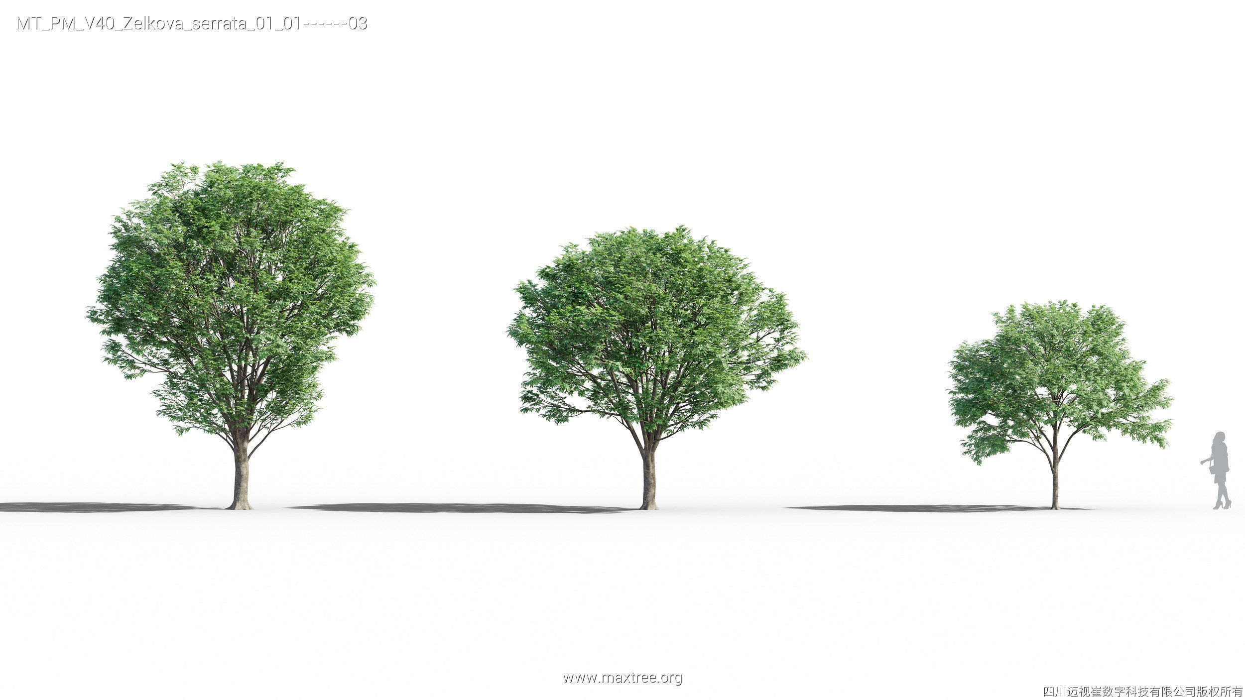 Maxtree Plant Models Vol 40 - Mesh 3D model_24