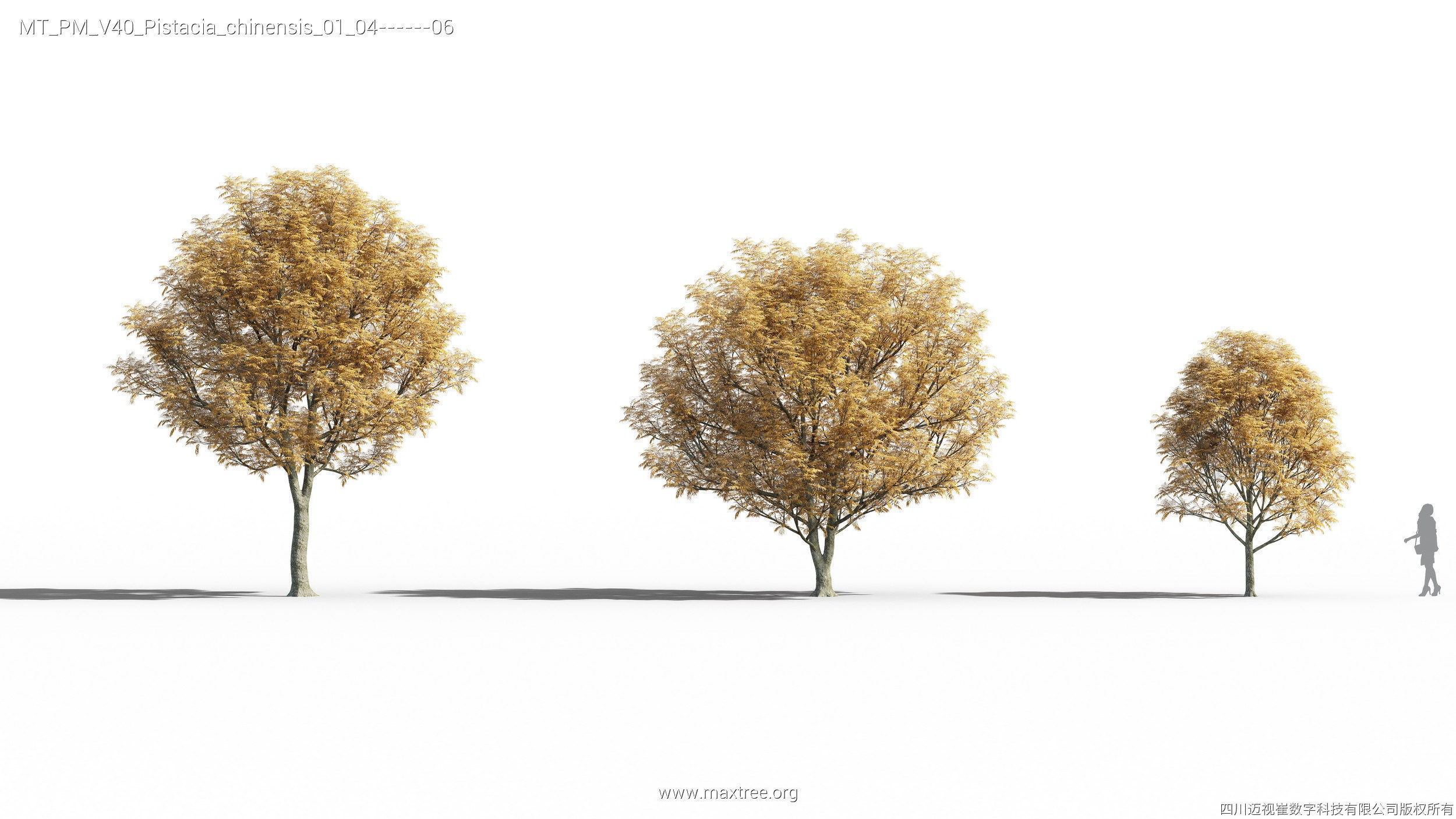 Maxtree Plant Models Vol 40 - Mesh 3D model_23