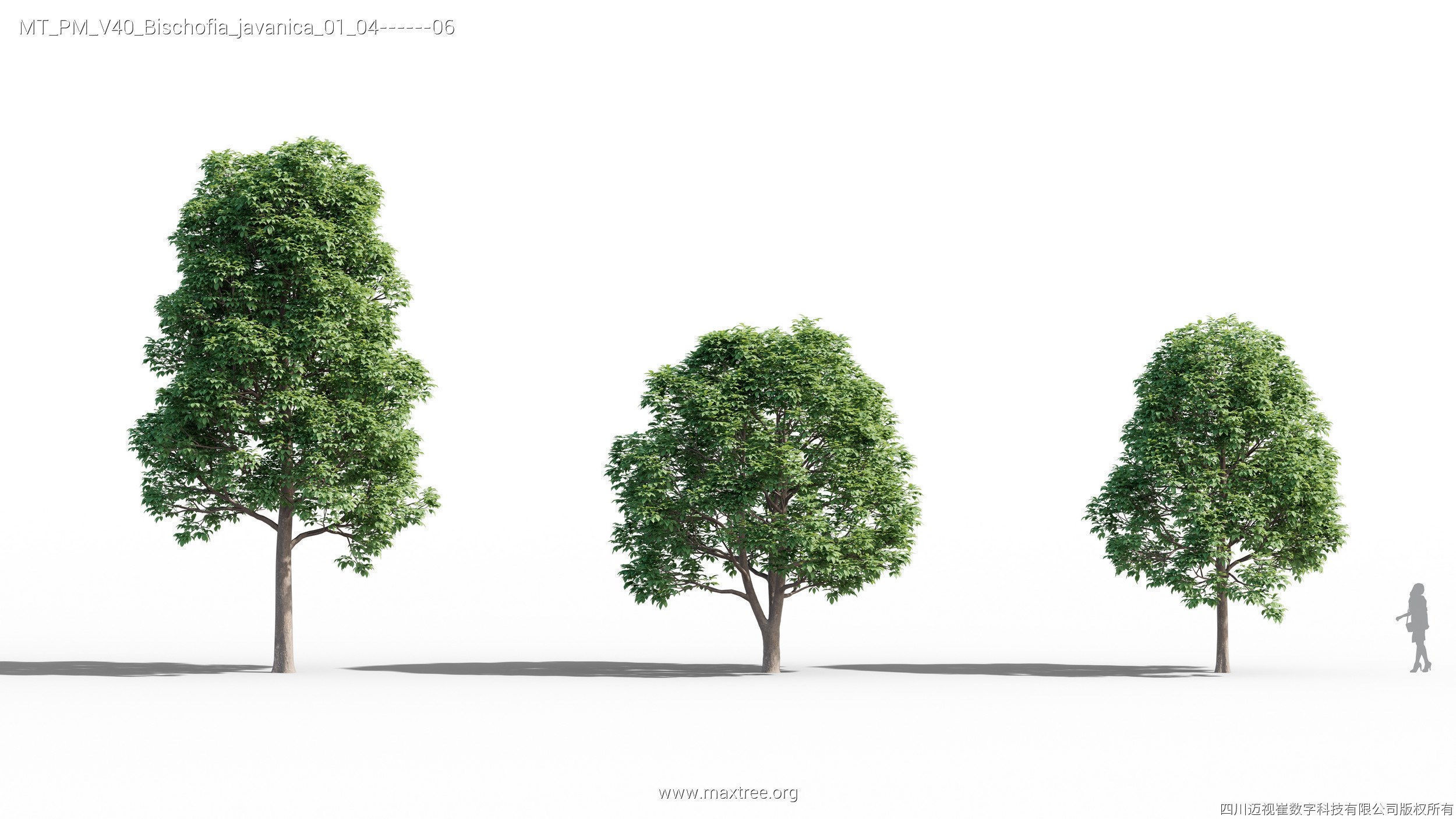 Maxtree Plant Models Vol 40 - Mesh 3D model_5