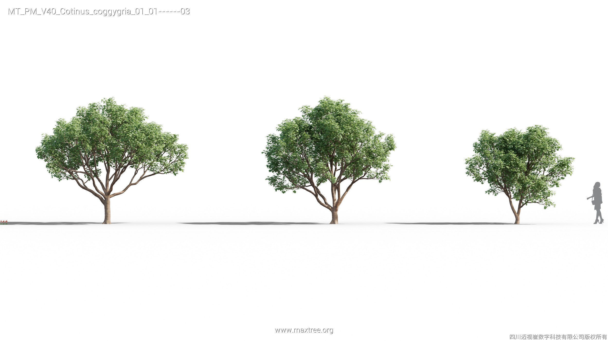 Maxtree Plant Models Vol 40 - Mesh 3D model_10