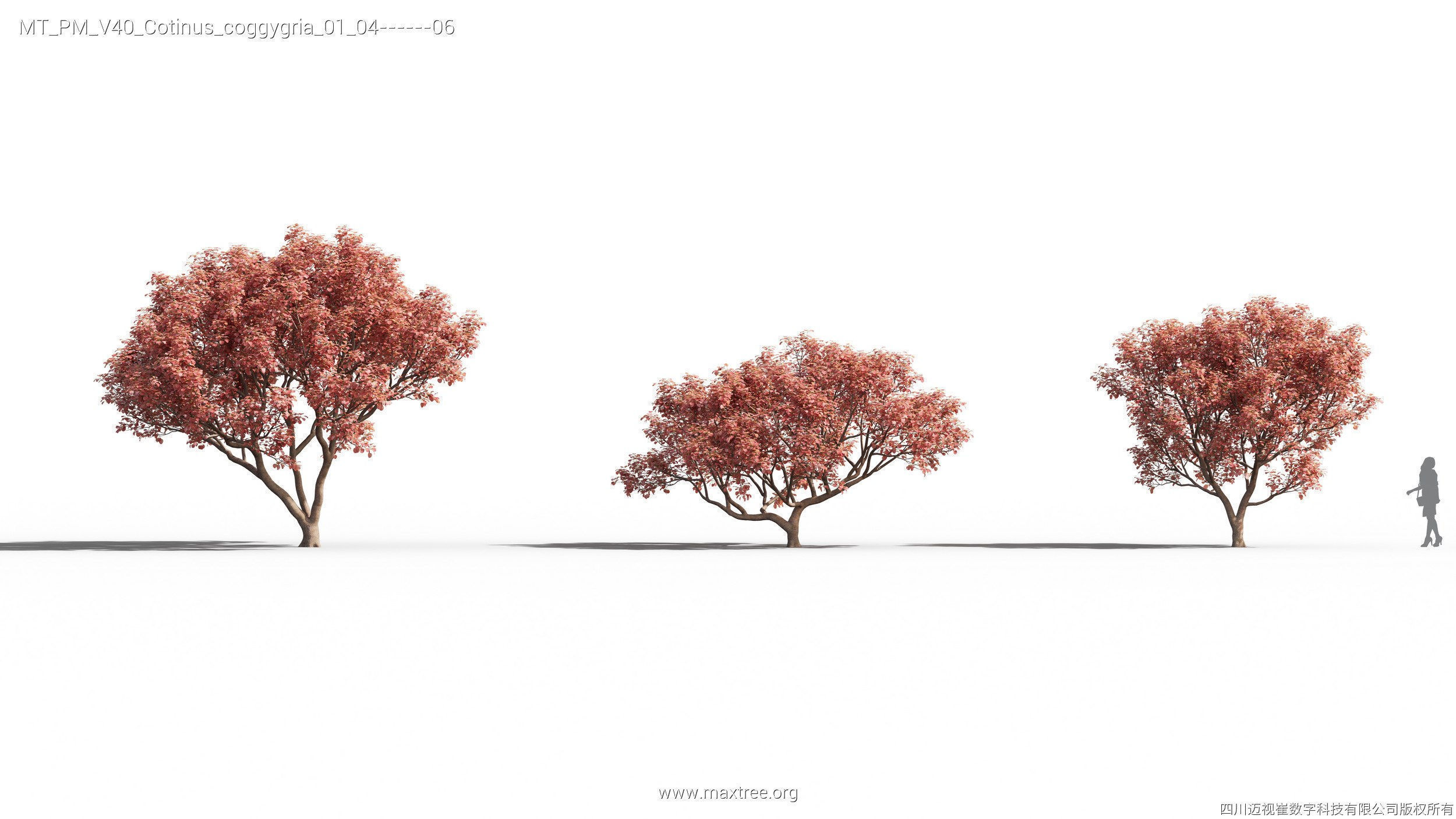 Maxtree Plant Models Vol 40 - Mesh 3D model_11