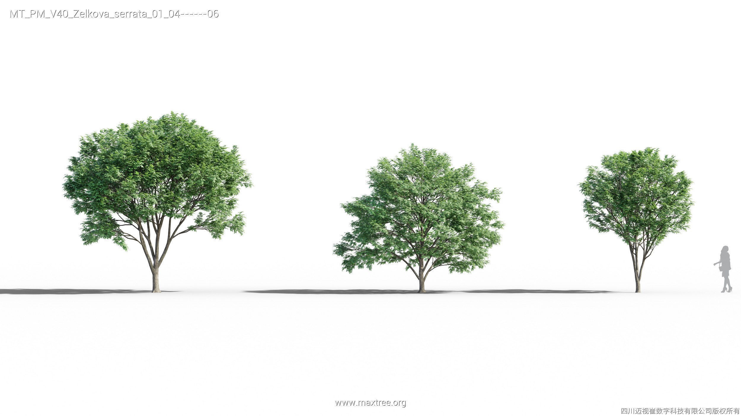 Maxtree Plant Models Vol 40 - Mesh 3D model_25