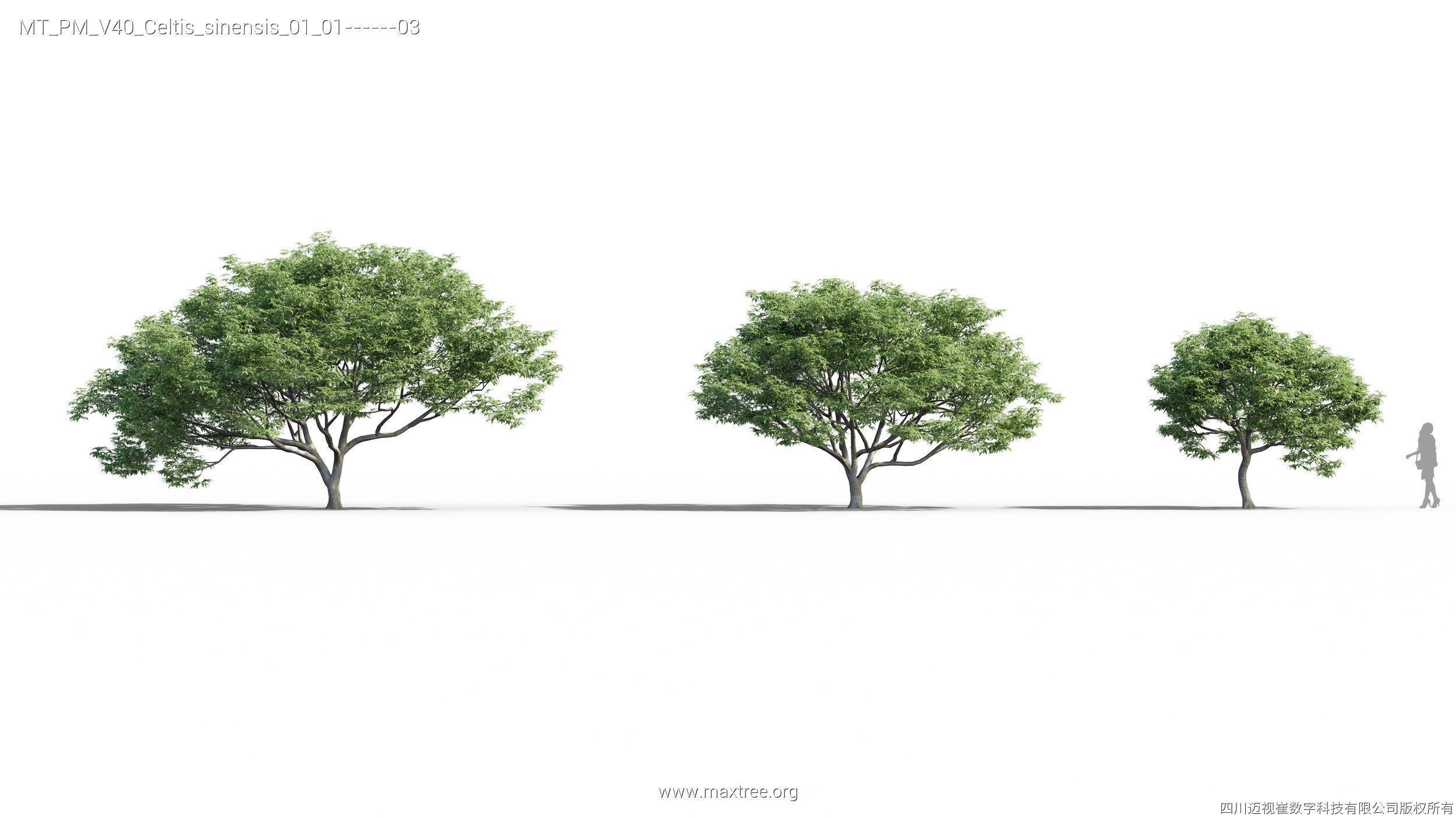 Maxtree Plant Models Vol 40 - Mesh 3D model_8