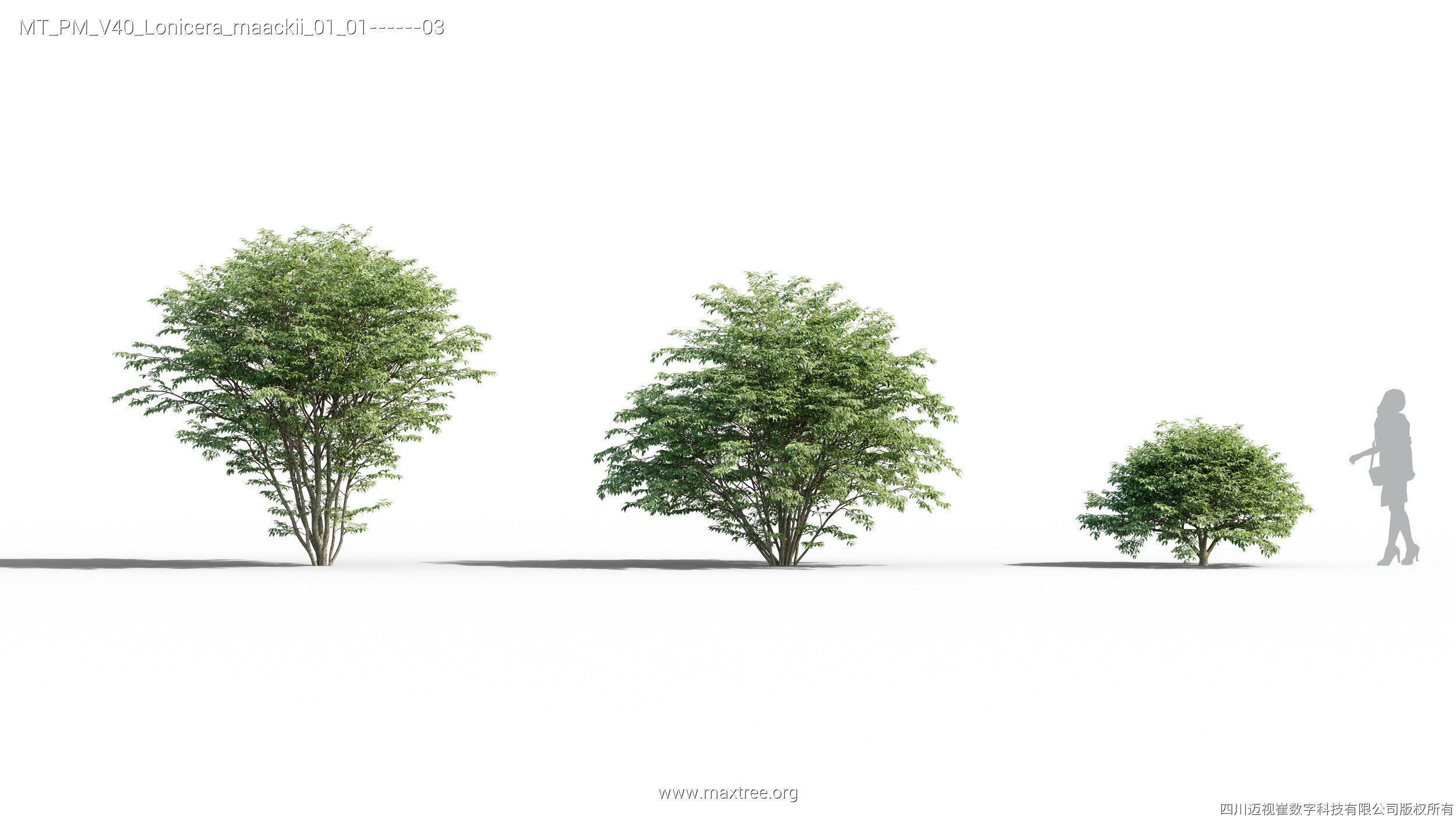 Maxtree Plant Models Vol 40 - Mesh 3D model_20
