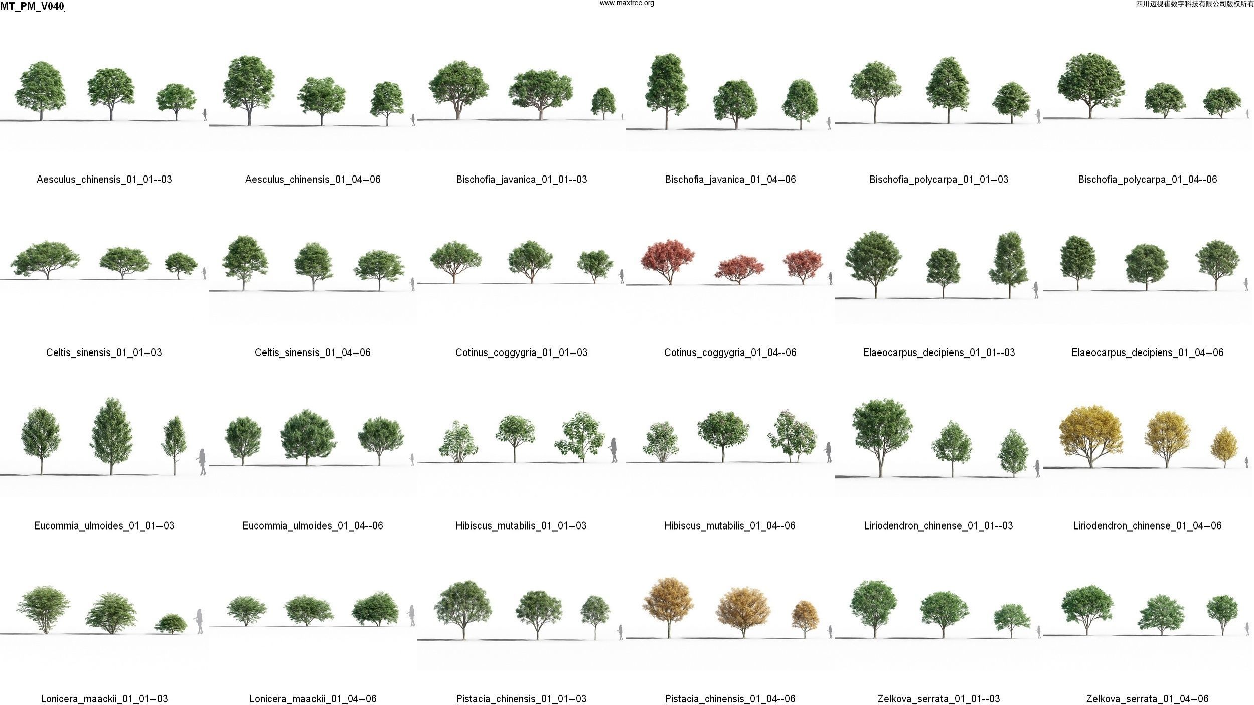 Maxtree Plant Models Vol 40 - Mesh 3D model_1