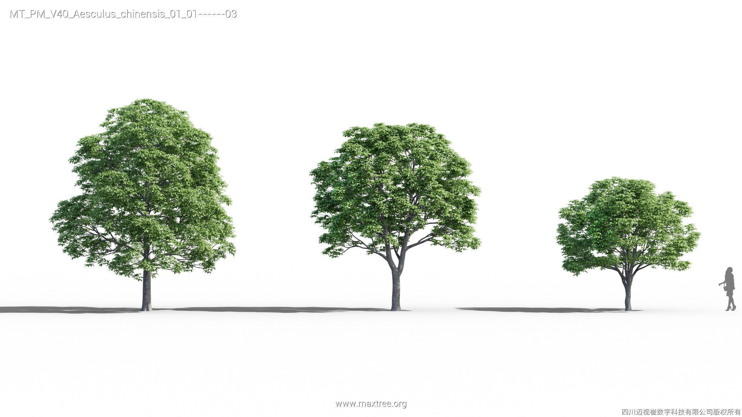 Maxtree Plant Models Vol 40 - Mesh 3D model_2